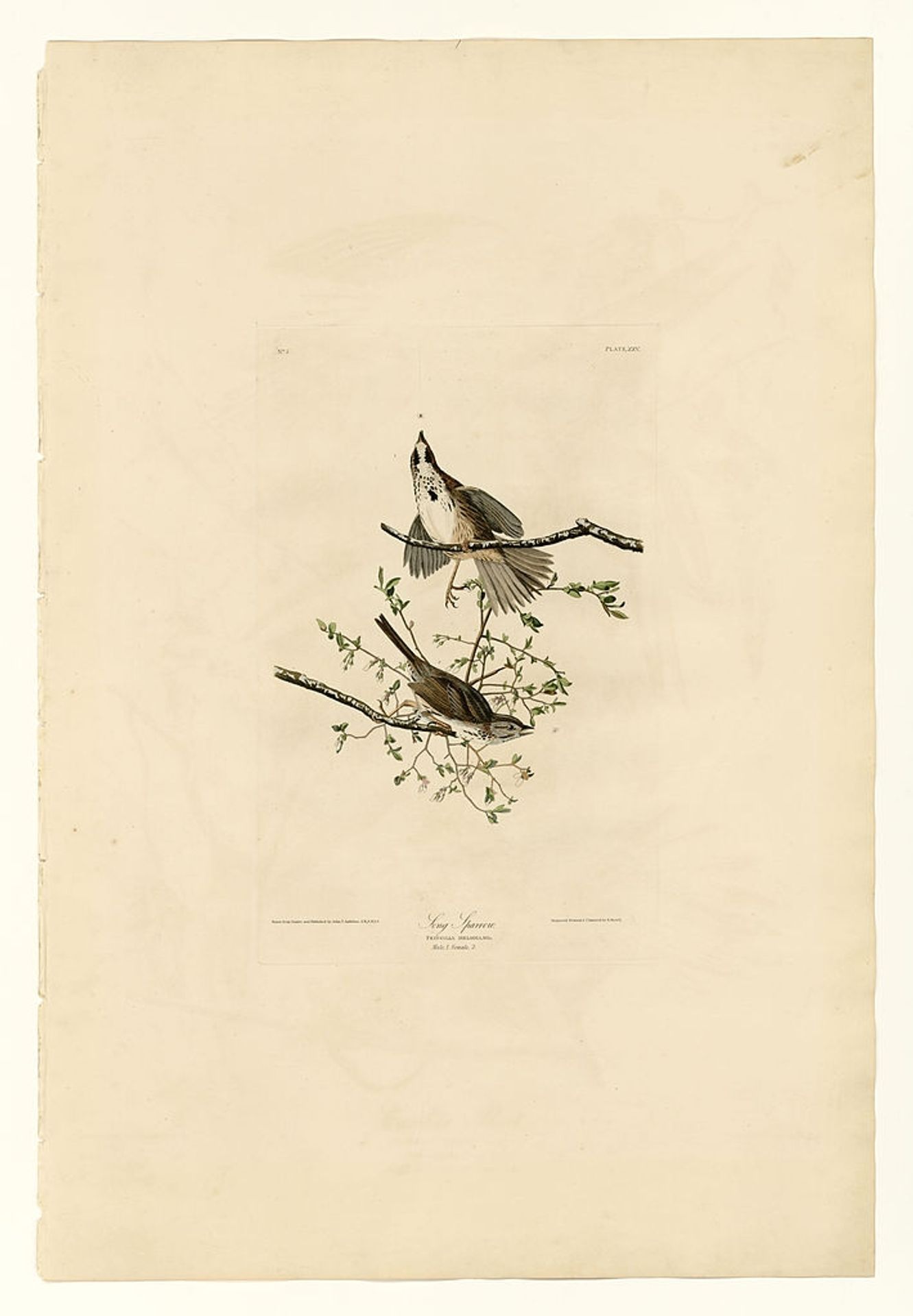 Plate 25. Song Sparrow by John James Audubon