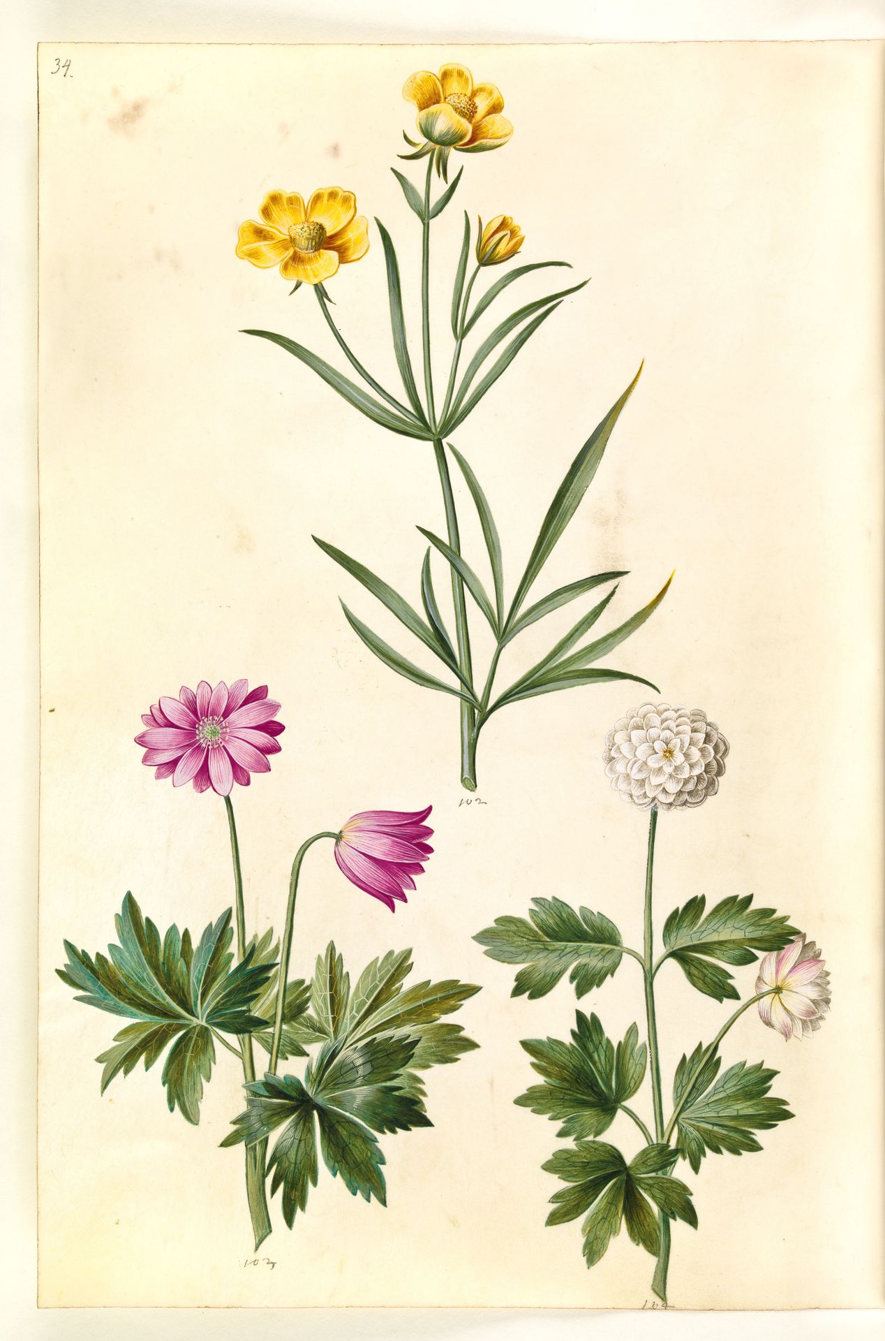 Ranunculus illyricus (steppe-ranunkel); Anemone nemorosa (hvid anemone) by Hans Simon Holtzbecker