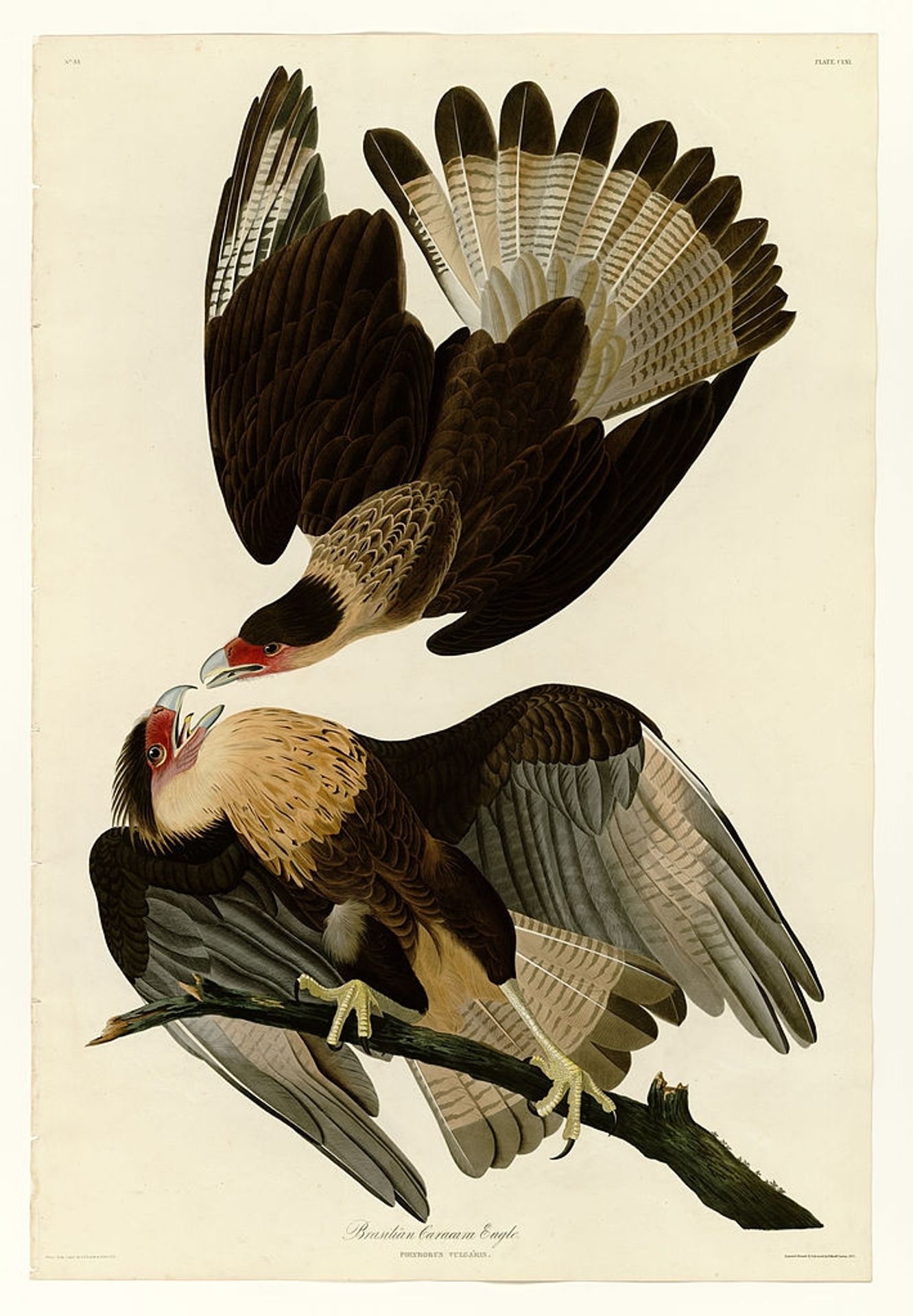 Plate 161 Brasilian Caracara Eagle by John James Audubon