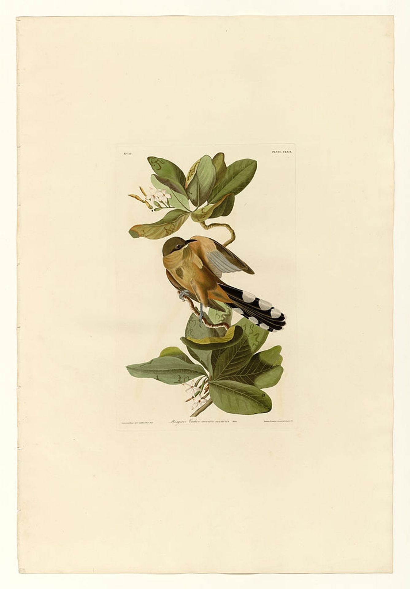 Plate 169 Mangrove Cuckoo by John James Audubon