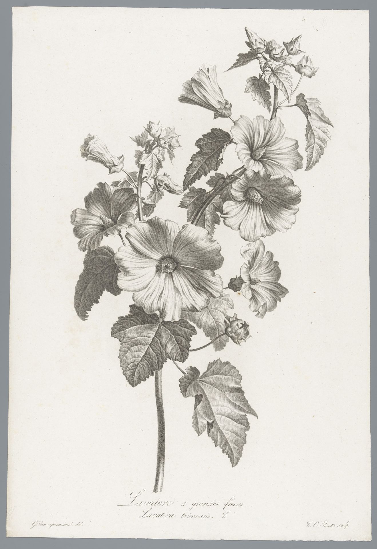 Grootbloemige lavatera by Louis Charles Ruotte