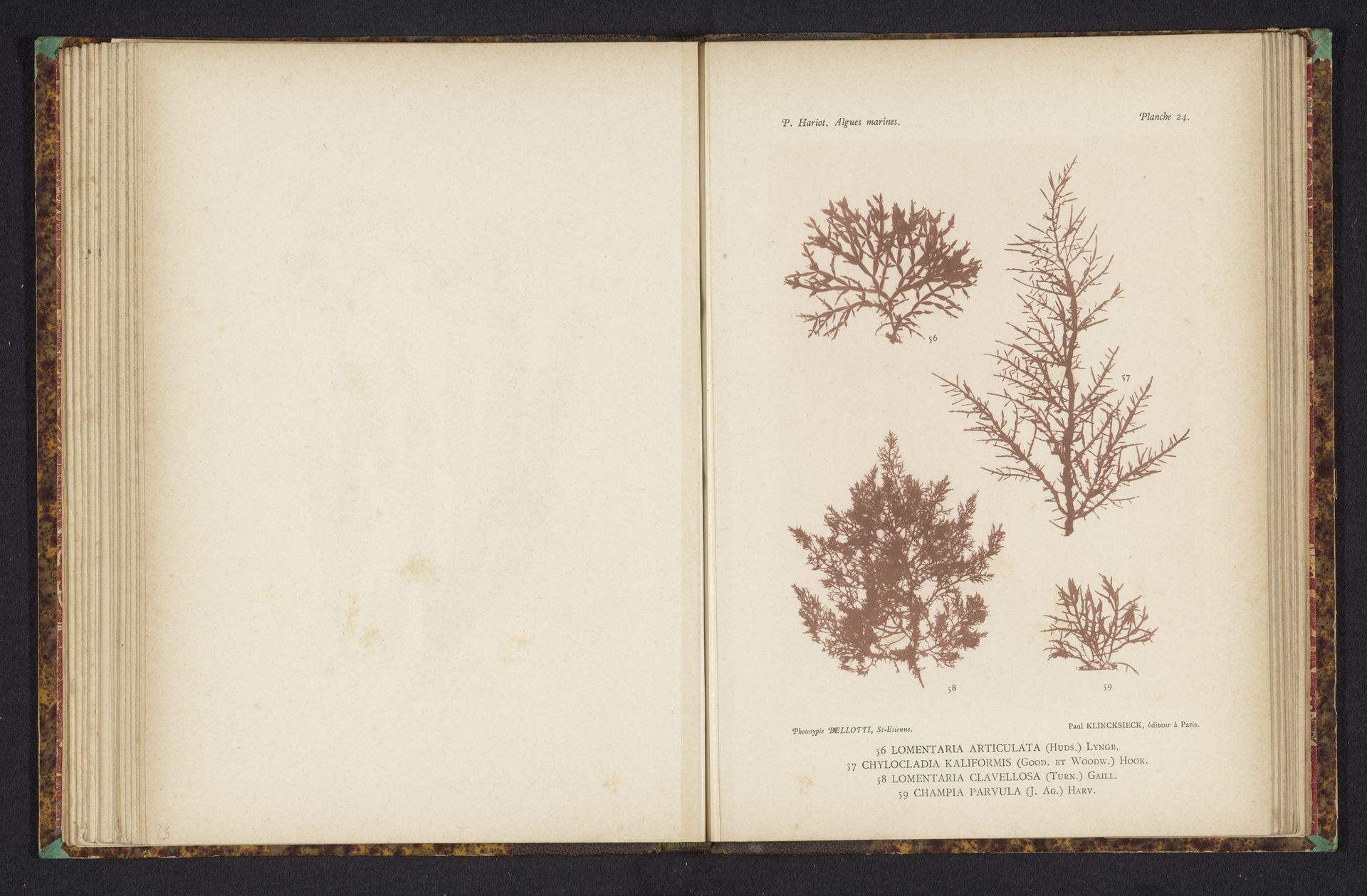 Vier soorten zeewier by Anonymous