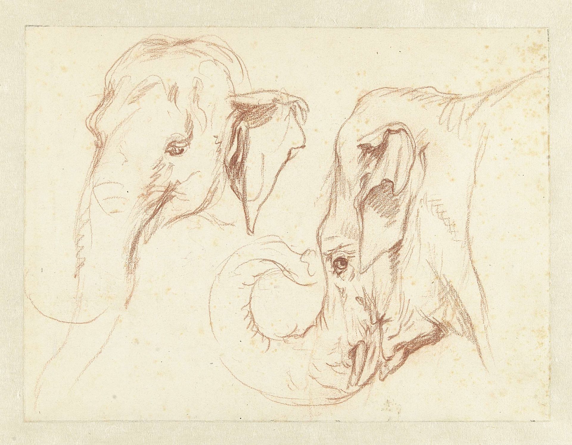 Two Sketches of the Head of an Elephant by Petrus Camper