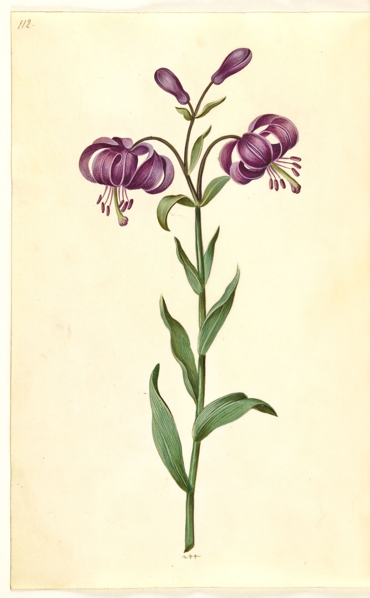 Lilium martagon (krans-lilje) by Hans Simon Holtzbecker