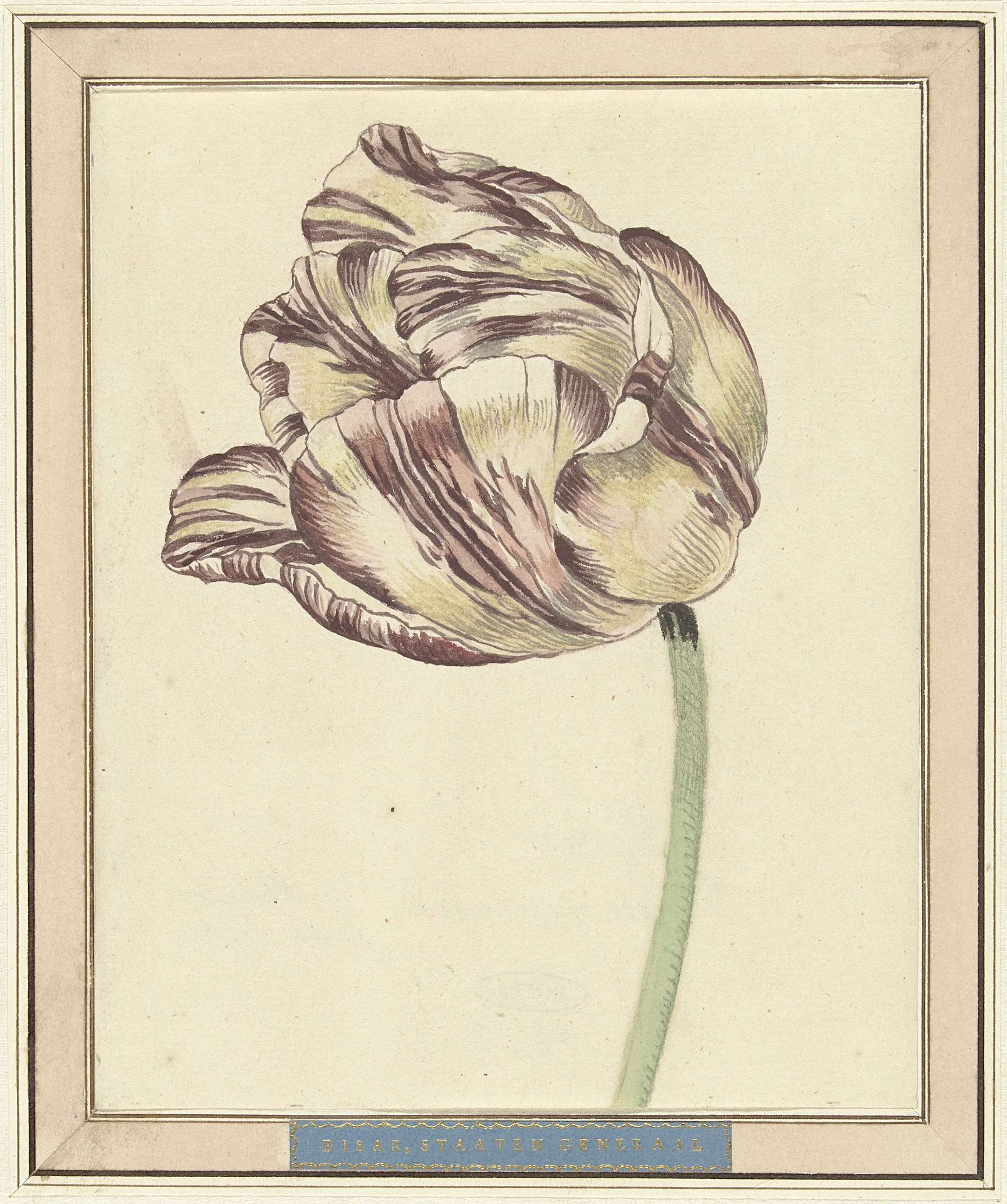 Tulp, met de naam Bisar, Staaten Generaal by Daniël (II) Marot