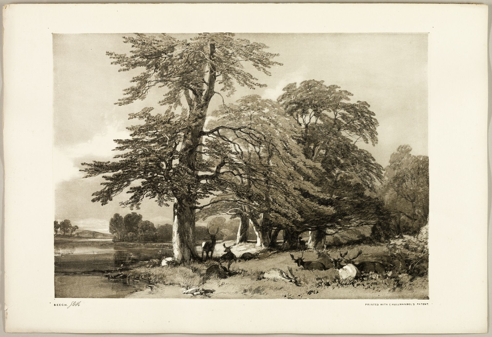 Beech, from The Park and the Forest by James Duffield Harding