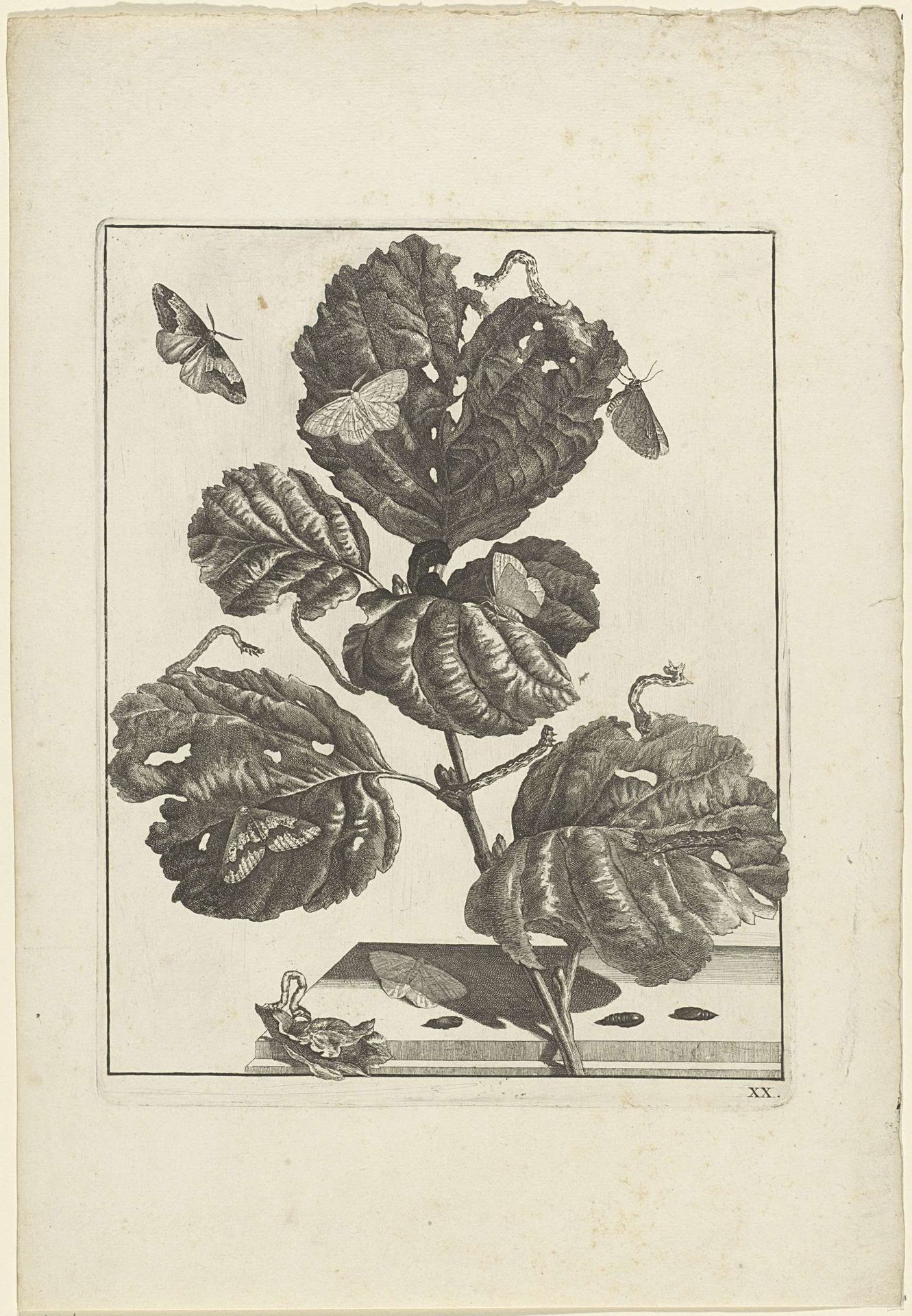 Verschillende rupsen en vlinders op een plant by Jacob l' (II) Admiral