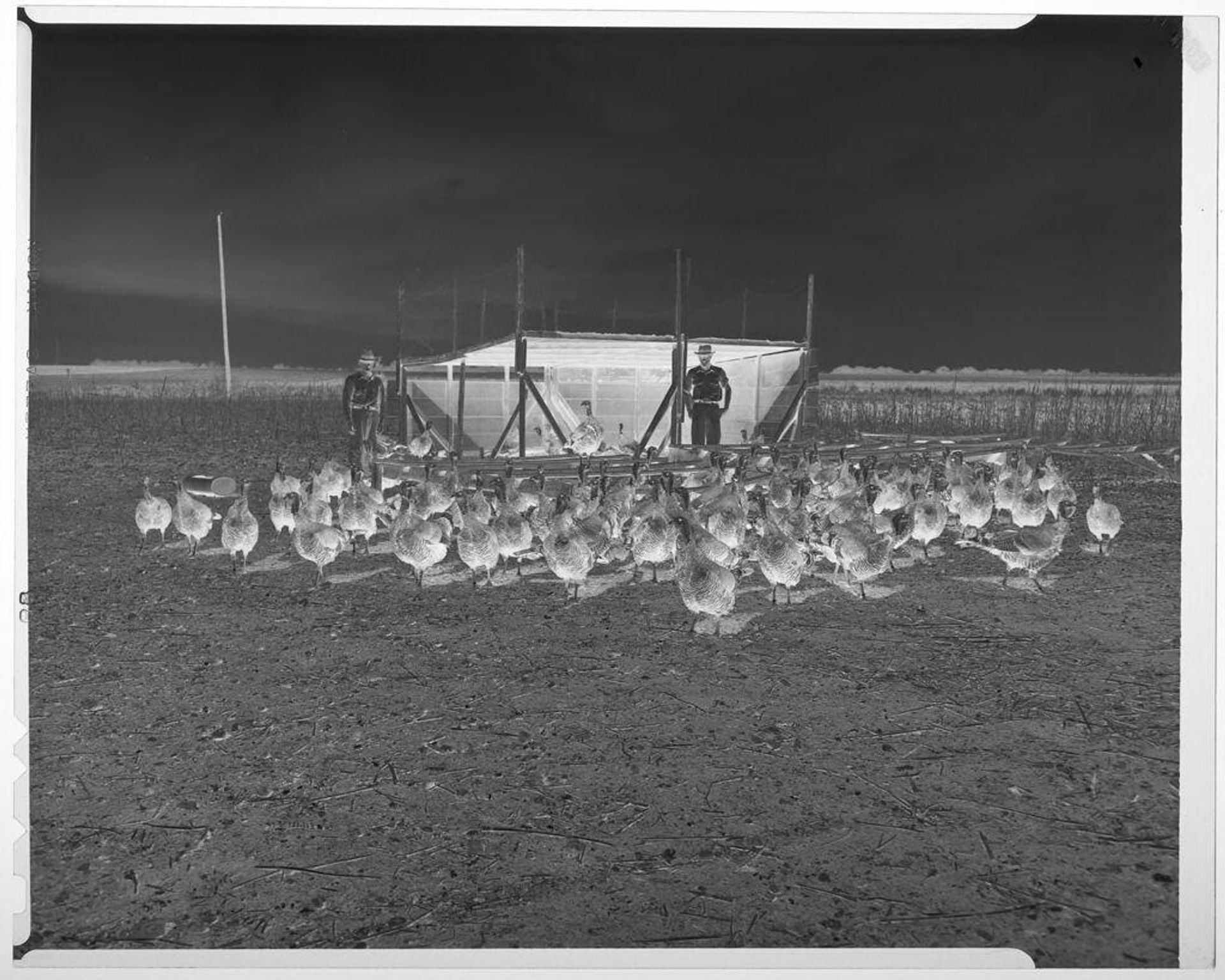 Untitled (two men with turkeys in field) by Harry Annas