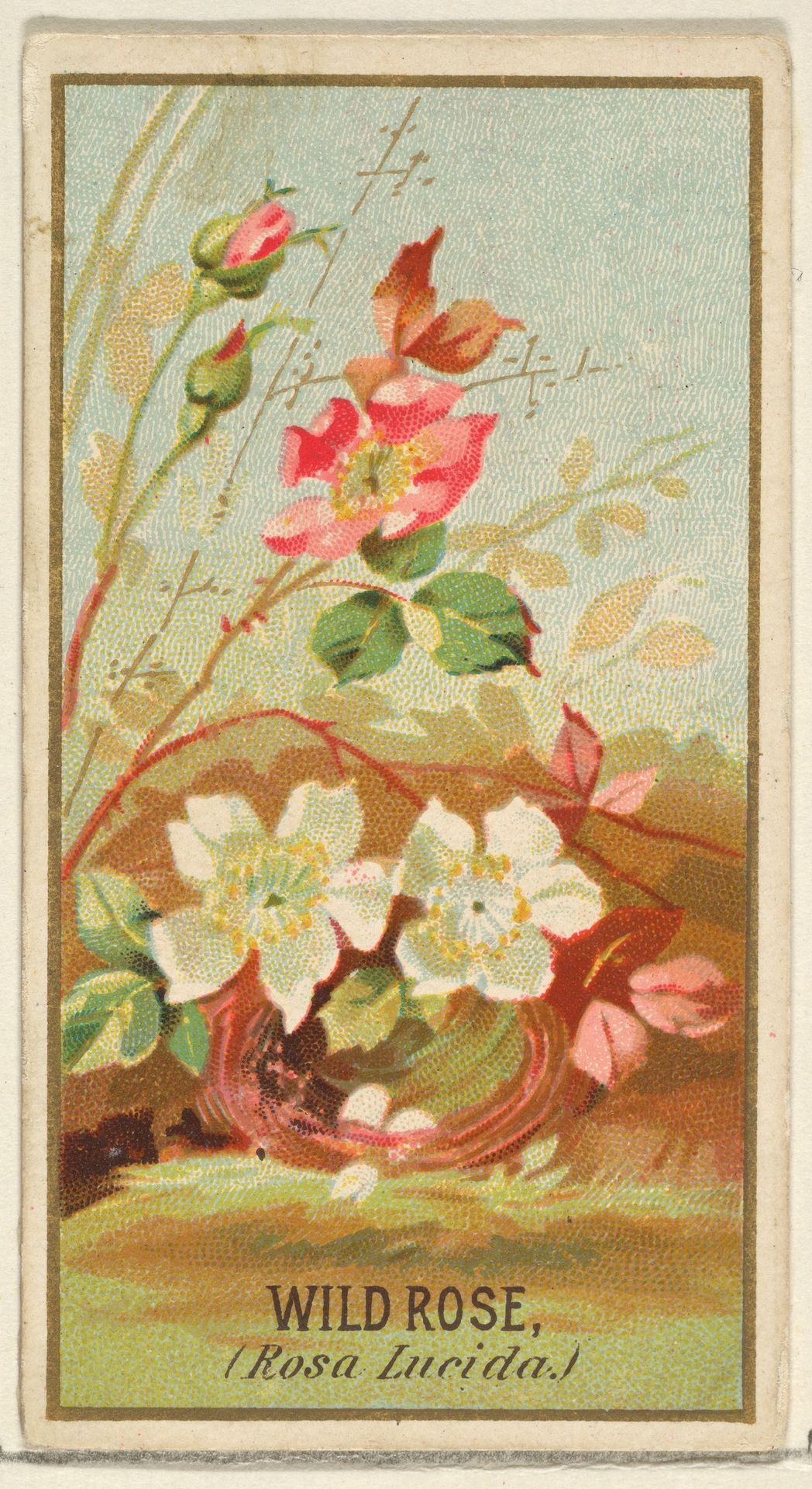 Wild Rose (Rosa Lucida), from the Flowers series for Old Judge Cigarettes by Goodwin & Company