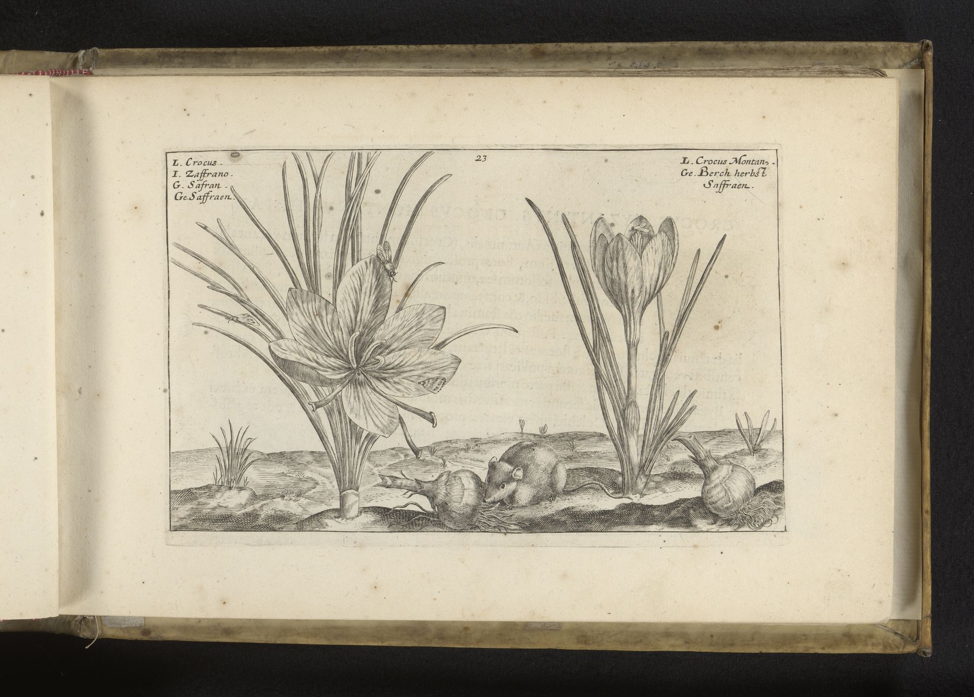 Saffraankrokus en bonte krokus by Crispijn van de (II) Passe