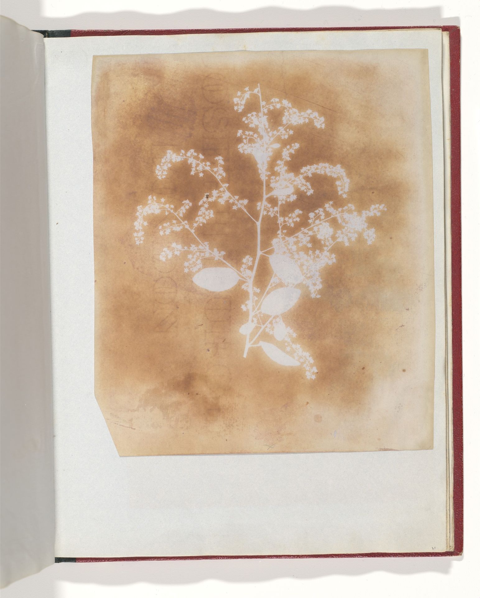 [Photogenic Drawing of a Plant] by William Henry Fox Talbot