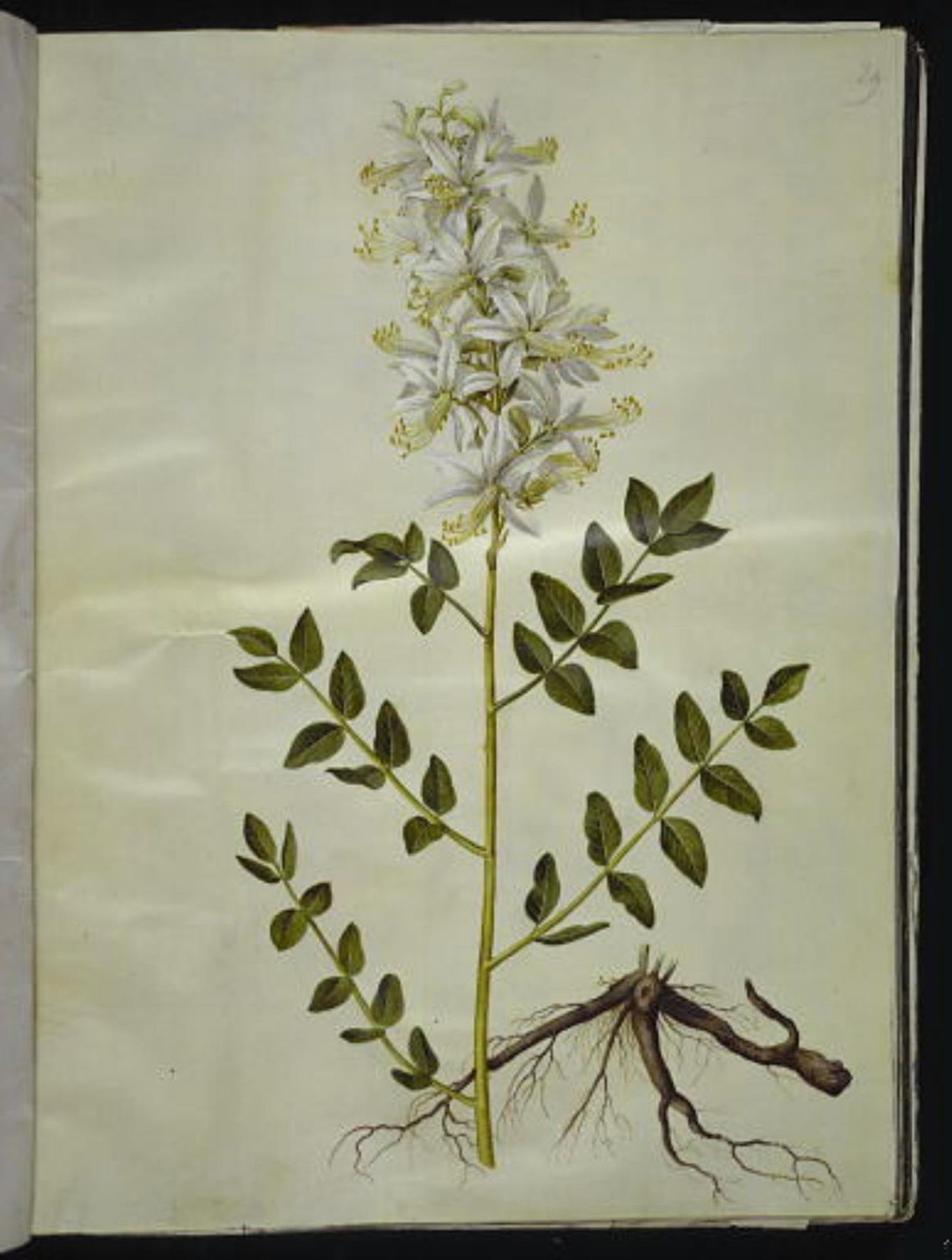 Dictamnus albus (hvid diktam) by Hans Simon Holtzbecker