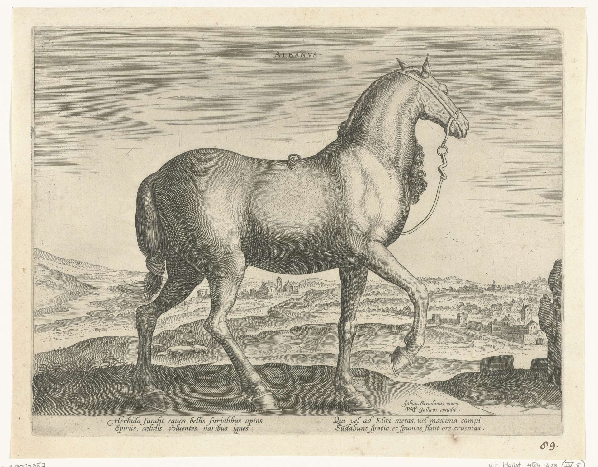 Paard uit Albanië by Hendrick Goltzius
