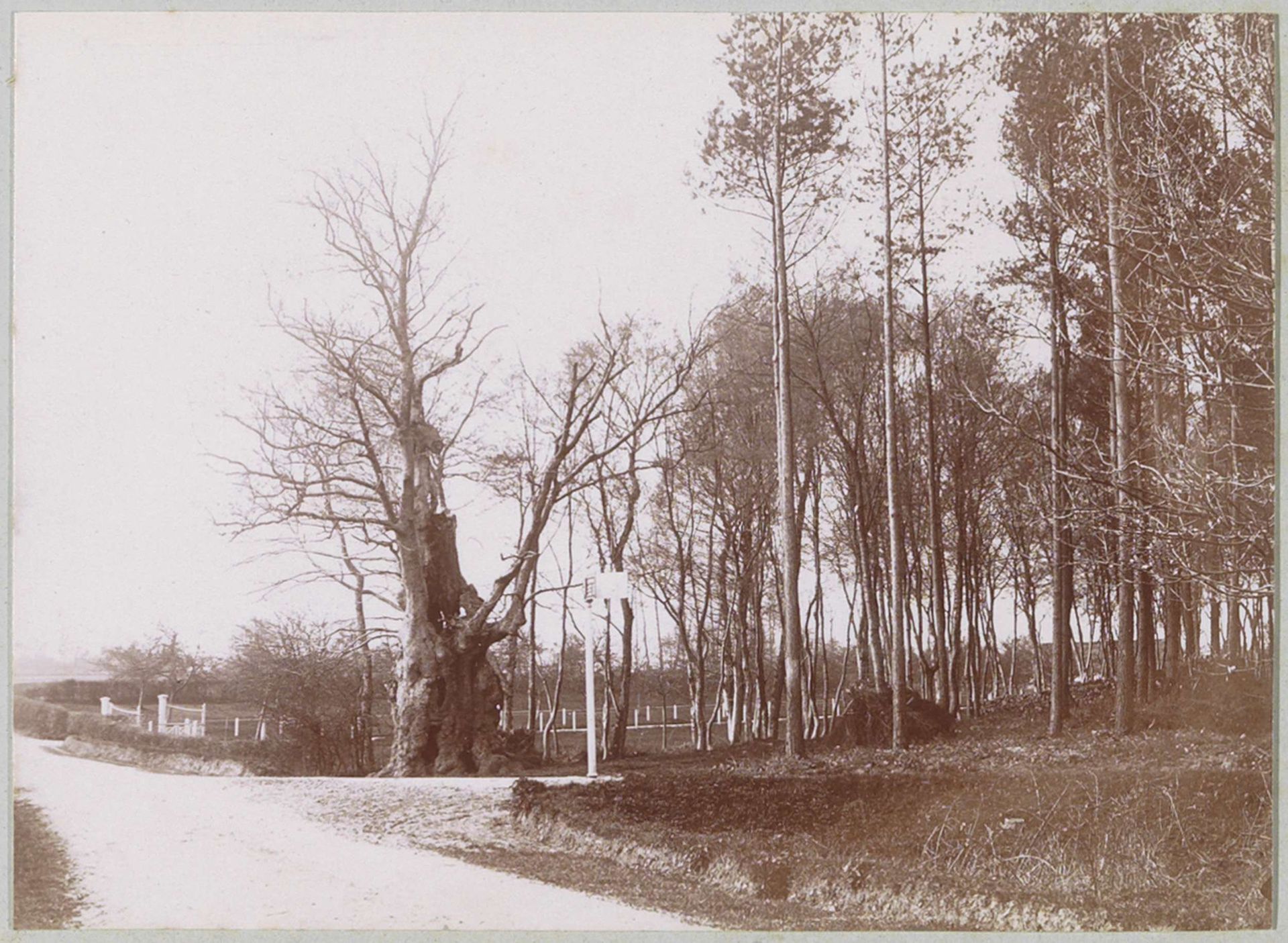 Forêt de Roumare bij Rouen met links van het midden de dikke beuk (Gros Hêtre) van Montigny by Delizy
