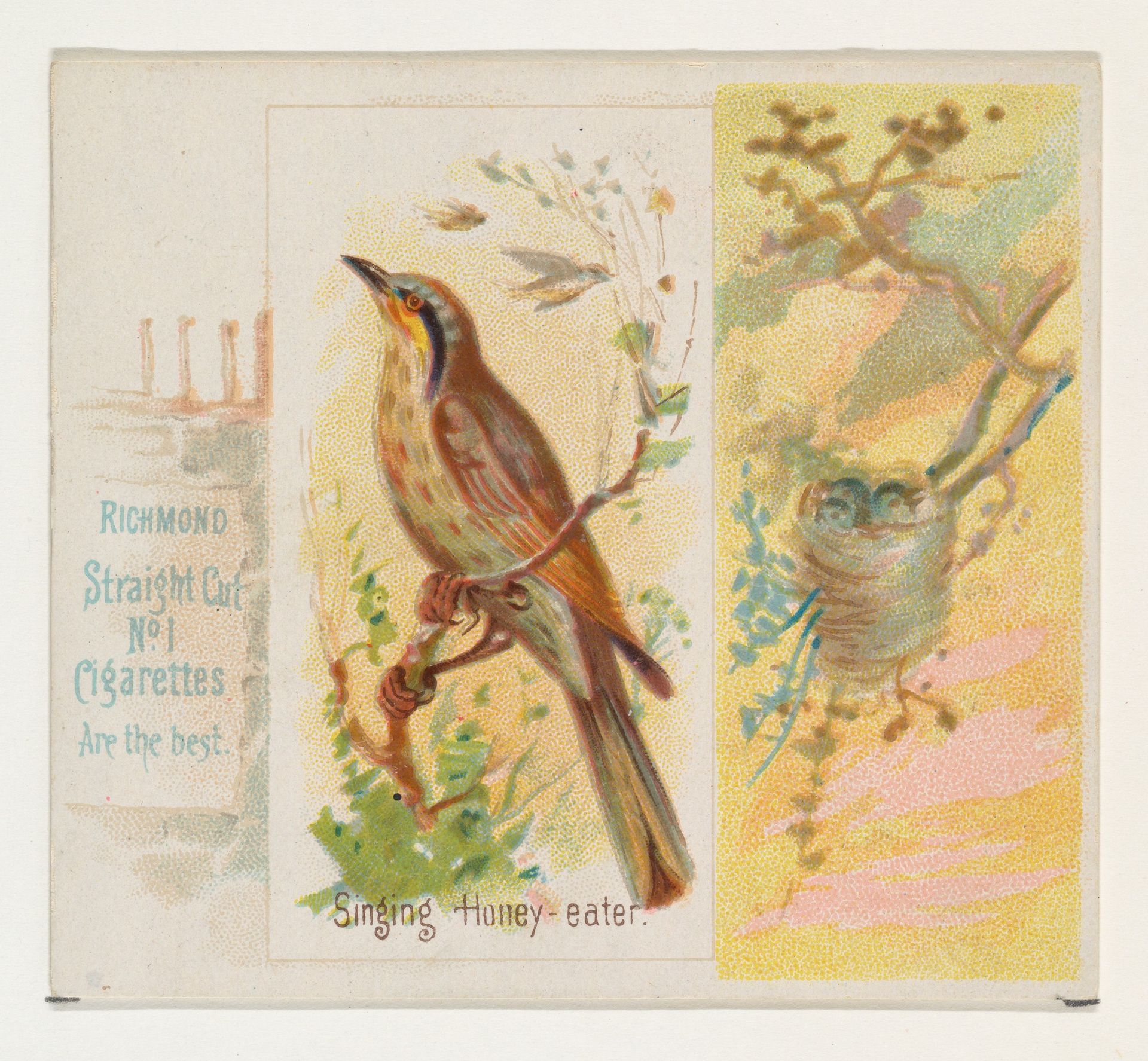 Singing Honey-eater, from the Song Birds of the World series (N42) for Allen & Ginter Cigarettes by Allen & Ginter