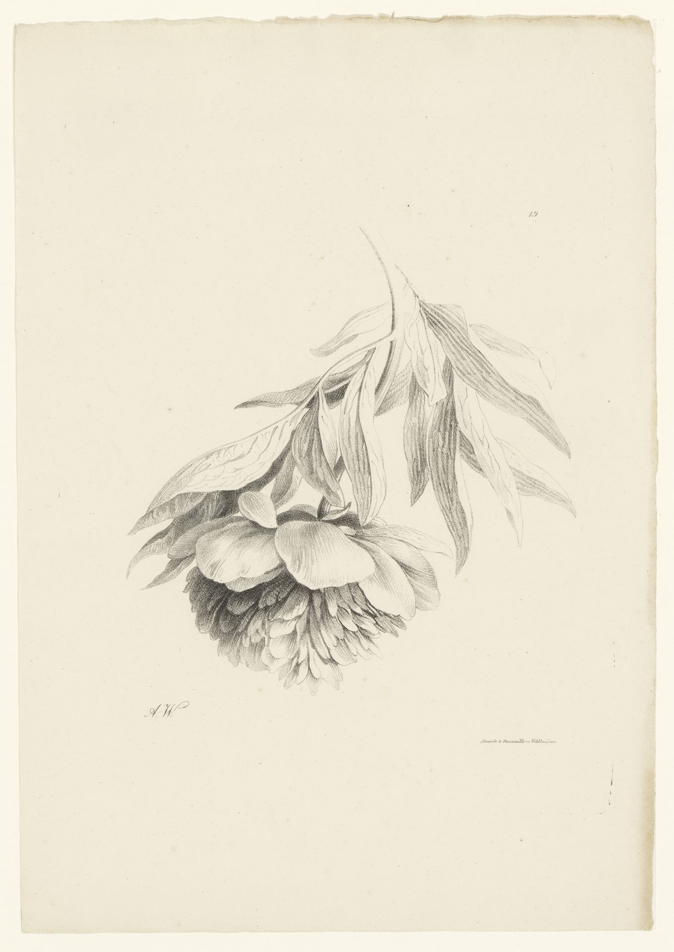 Bloem naar onderen gekeerd by Anton Weiss