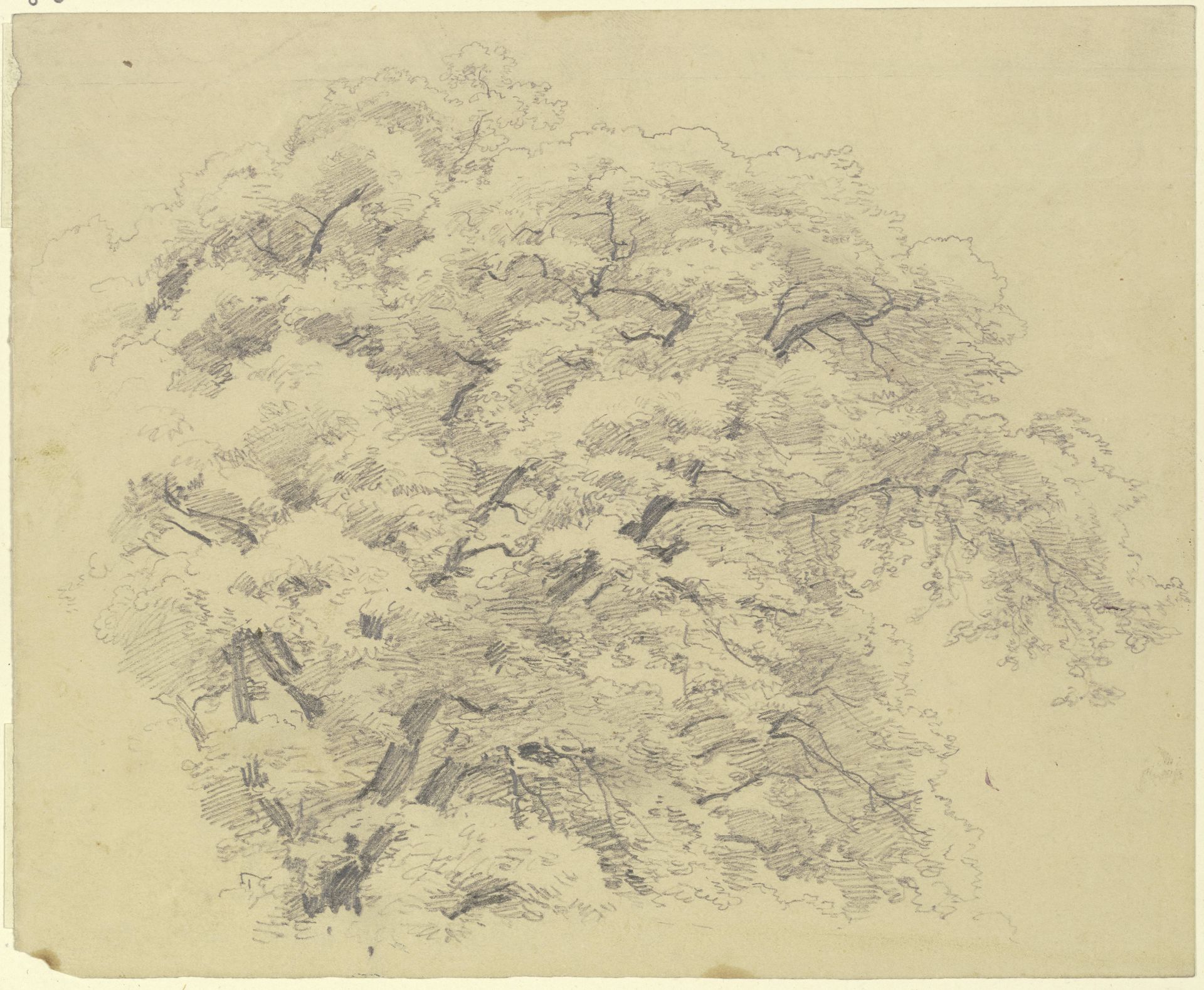 Treetop by Peter Becker