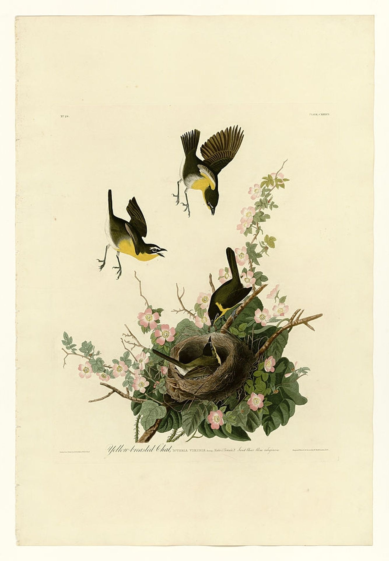 Plate 137 Yellow-breasted Chat by John James Audubon
