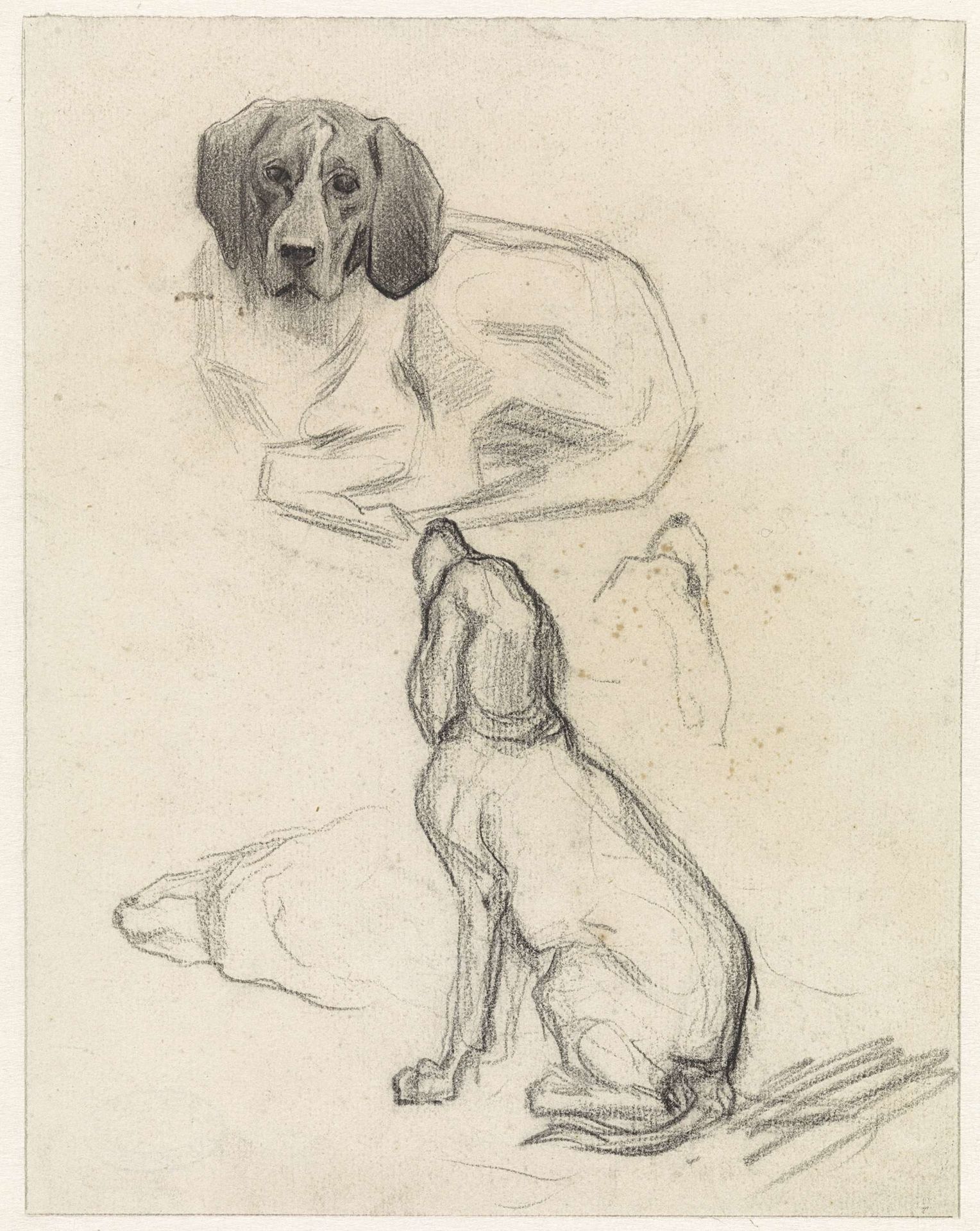 Sheet of Studies of Dogs by Jan van Essen