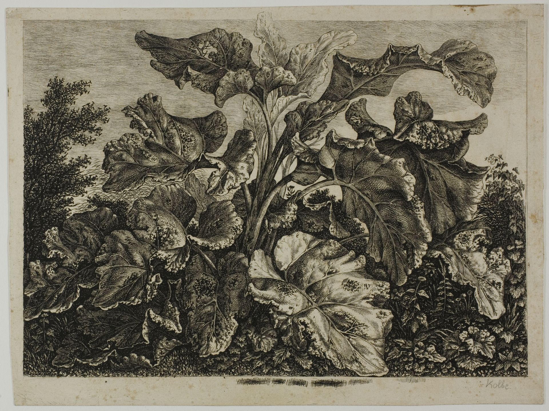 Vegetable Sheet by Carl Wilhelm Kolbe