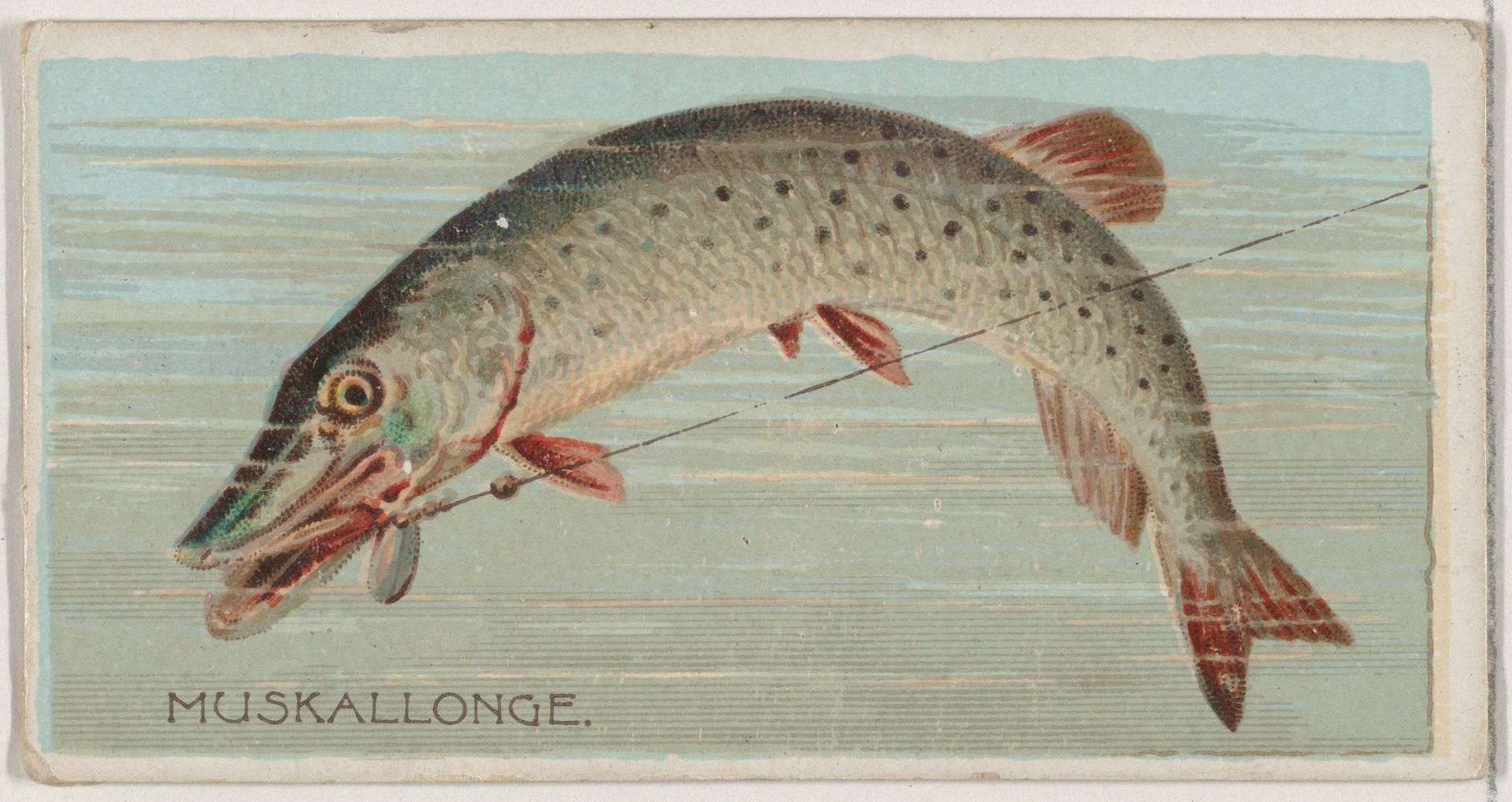 Muskallonge, from the series Fishers and Fish (N74) for Duke brand cigarettes by Knapp & Company