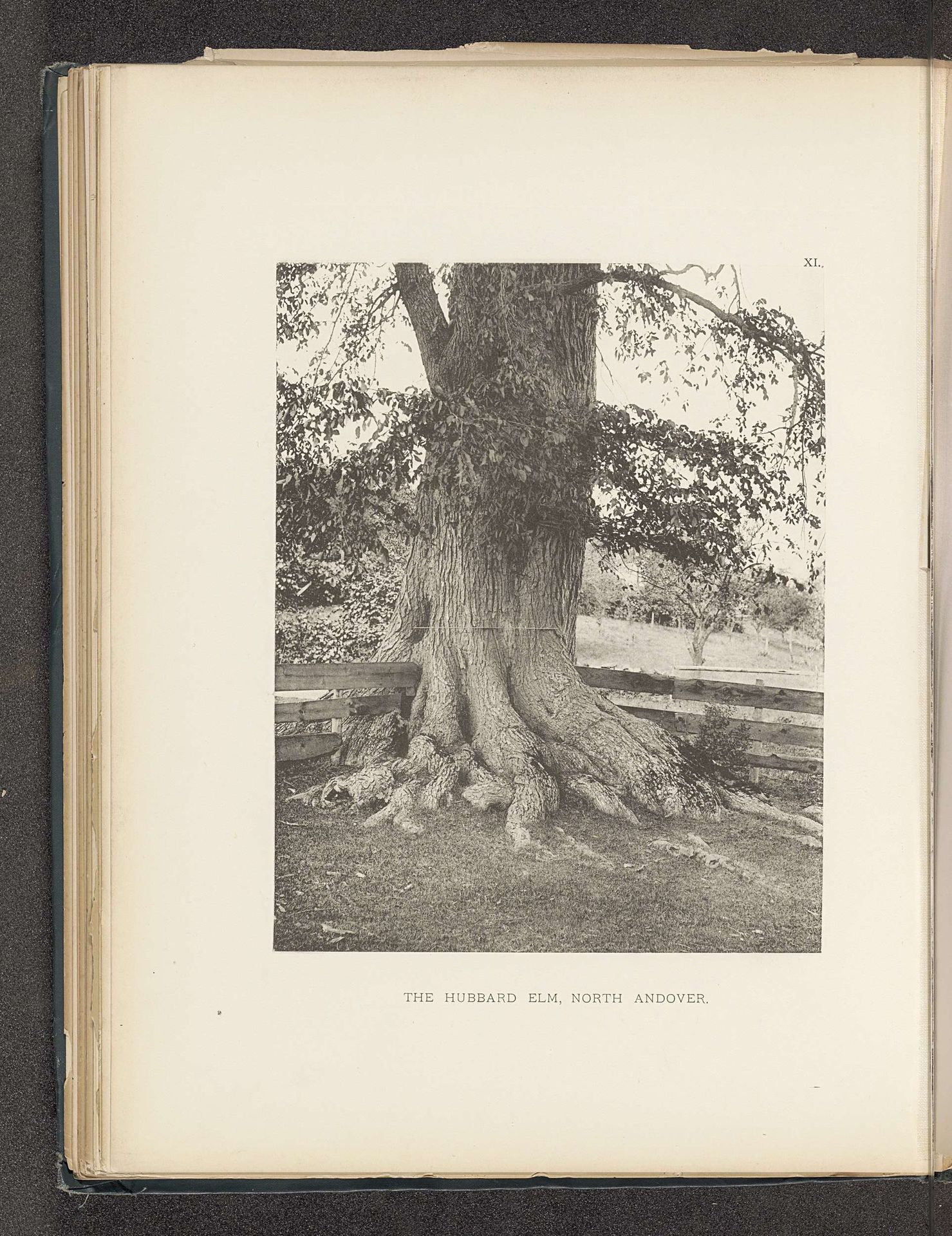 Stam van een iep te North Andover by Henry Brooks