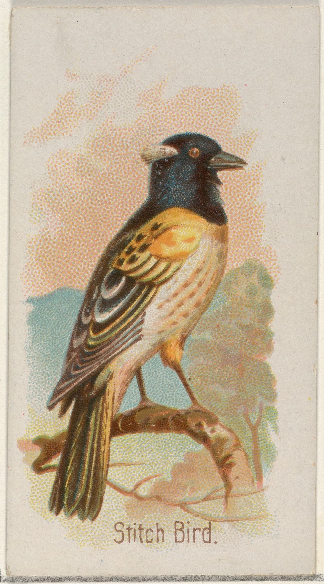 Stitch Bird, from the Song Birds of the World series (N23) for Allen & Ginter Cigarettes by Allen & Ginter