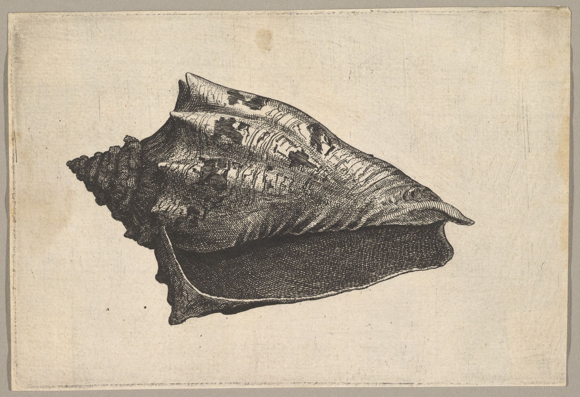 Shell: Hebrew Volute ( Voluta ebraea L) by Wenceslaus Hollar