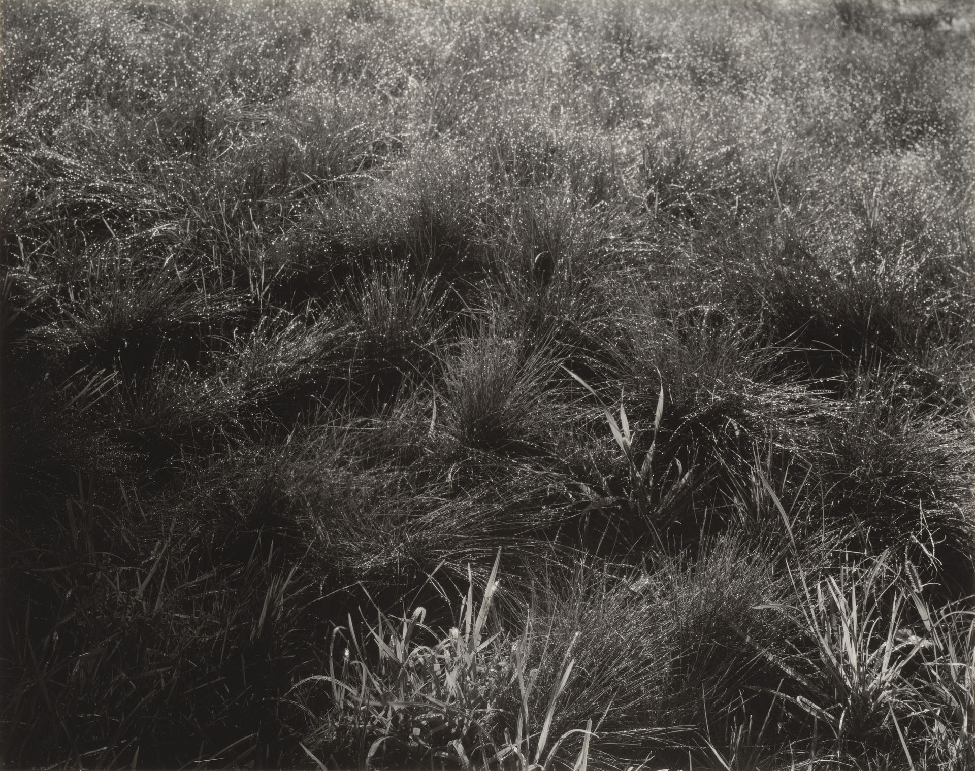 Grasses by Alfred Stieglitz