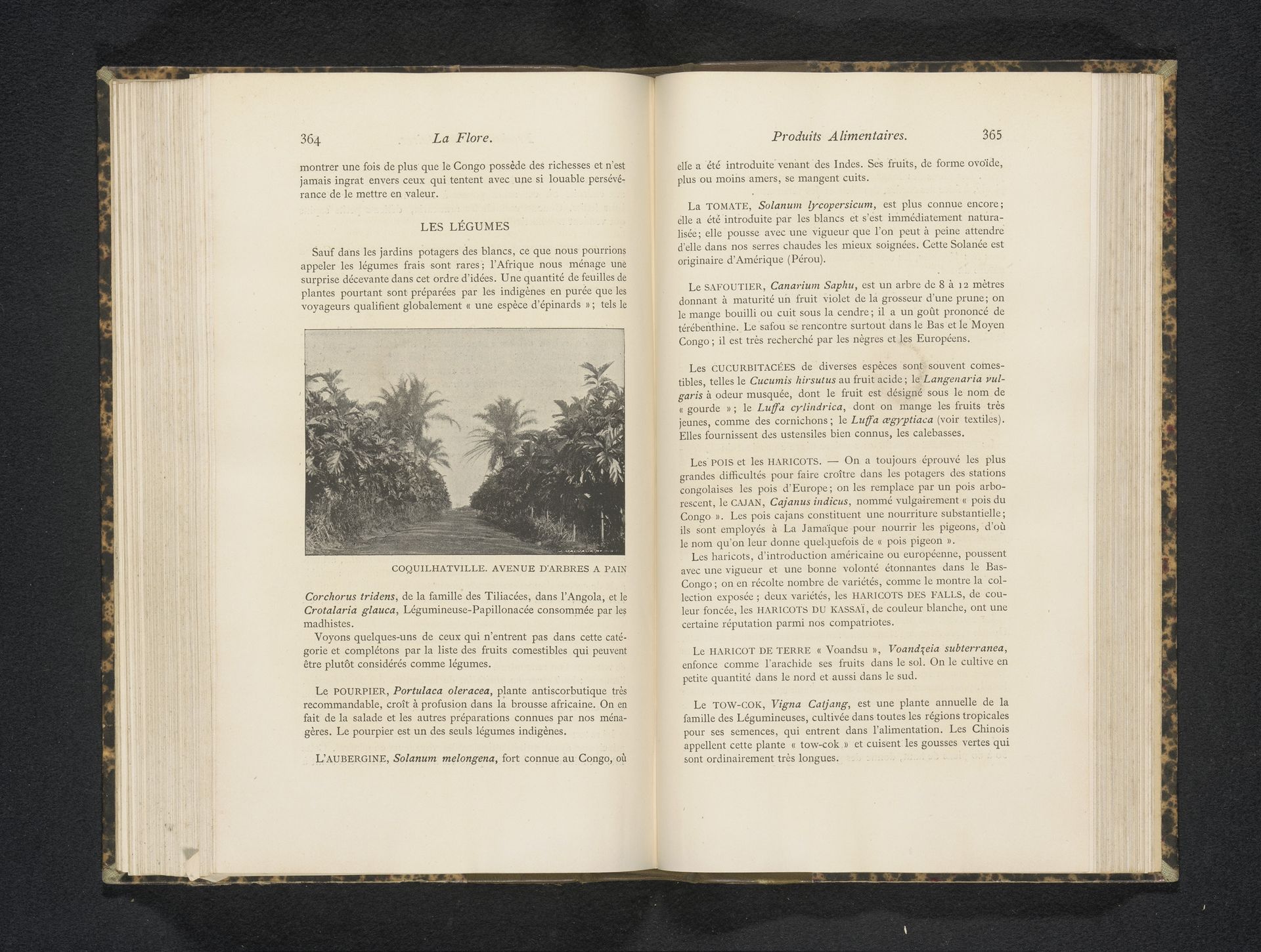 Straat met broodbomen by Anonymous