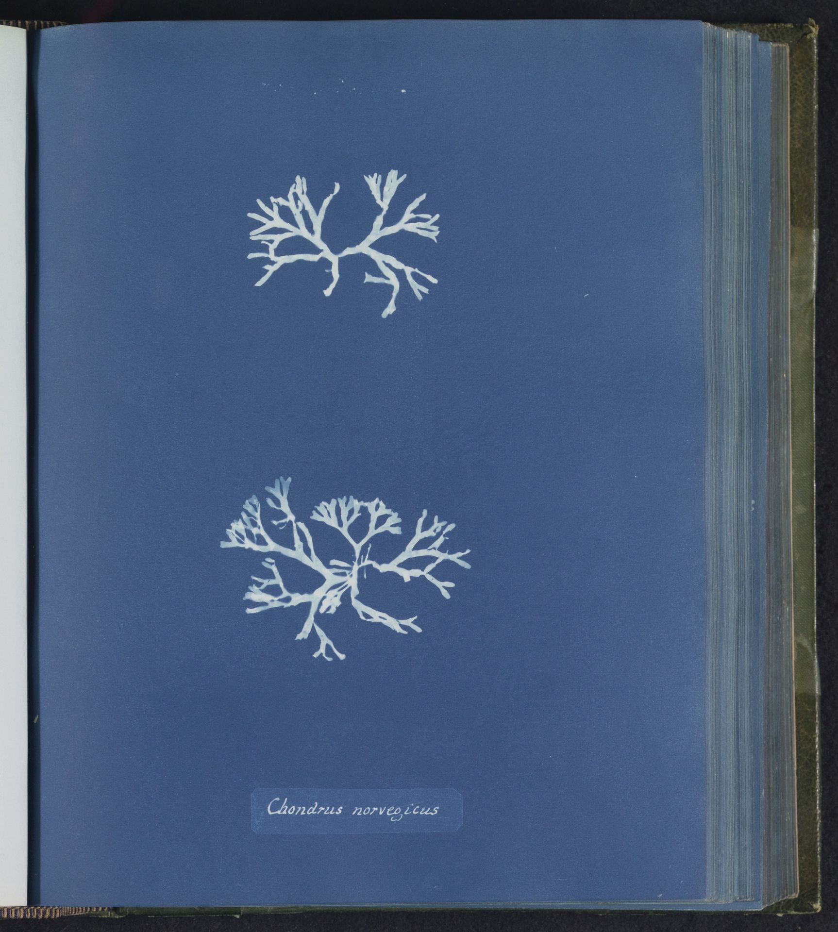 Chondrus norvegicus by Anna Atkins