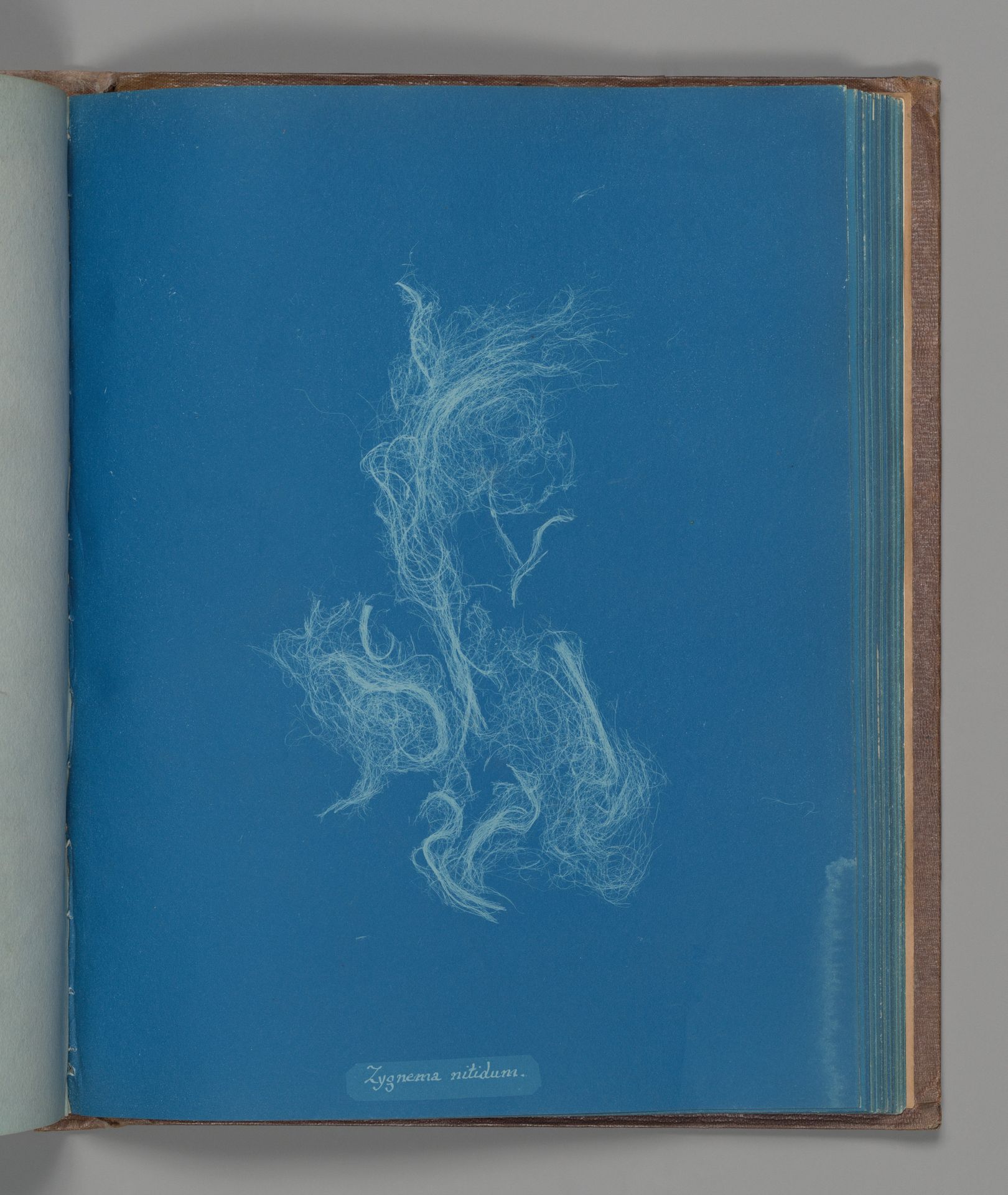 Zygnema nitidum by Anna Atkins