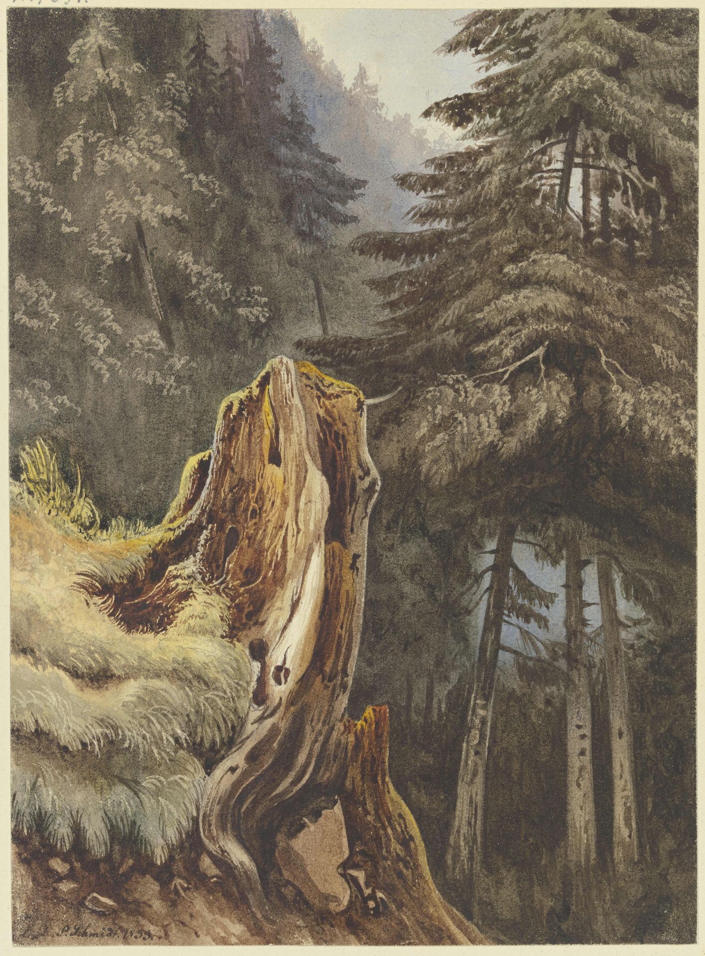 Baumstumpf am mit Tannen bewachsenem Abhang by Ludwig Daniel Philipp Schmidt