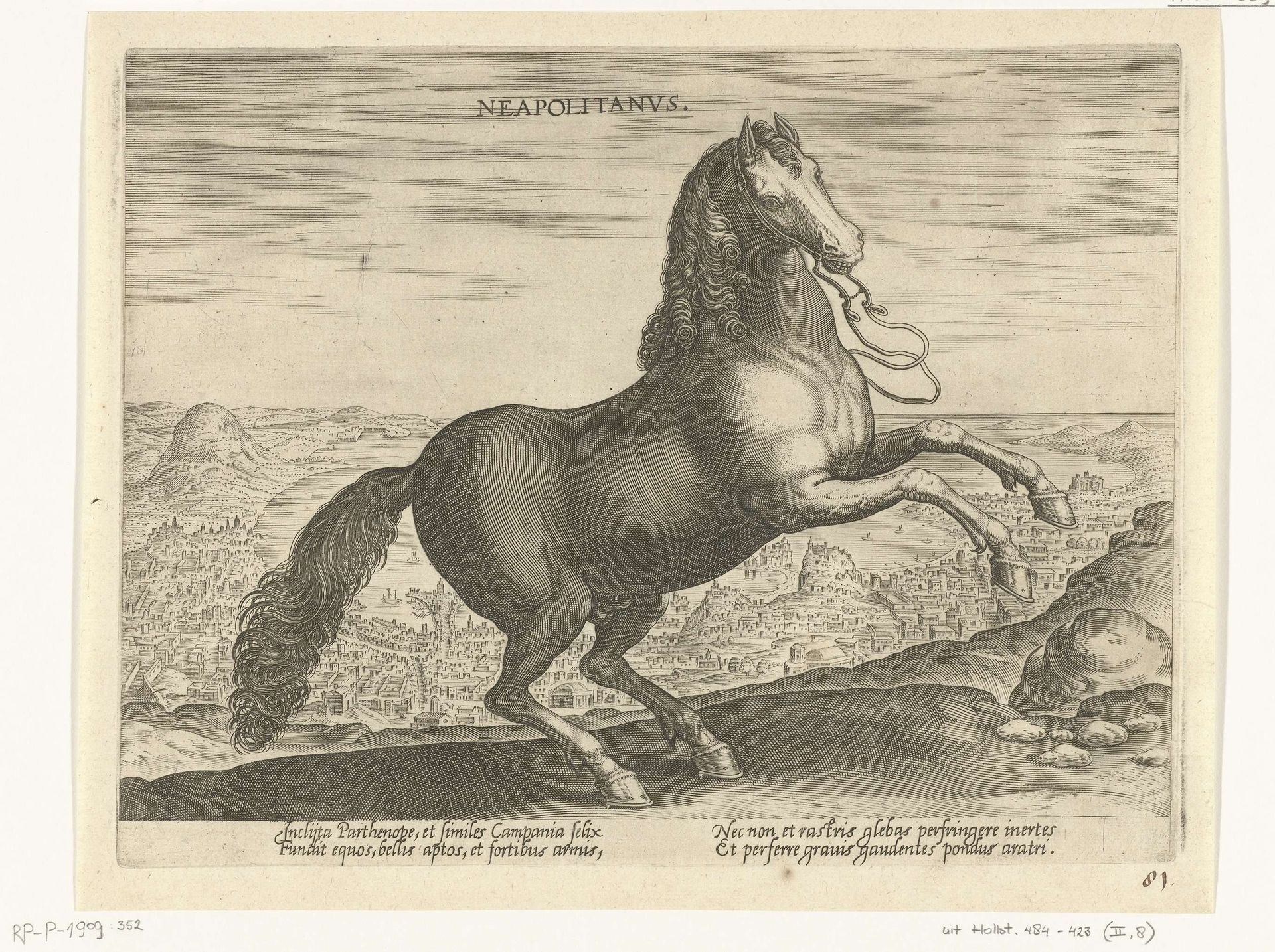 Paard uit Napels by Philips Galle
