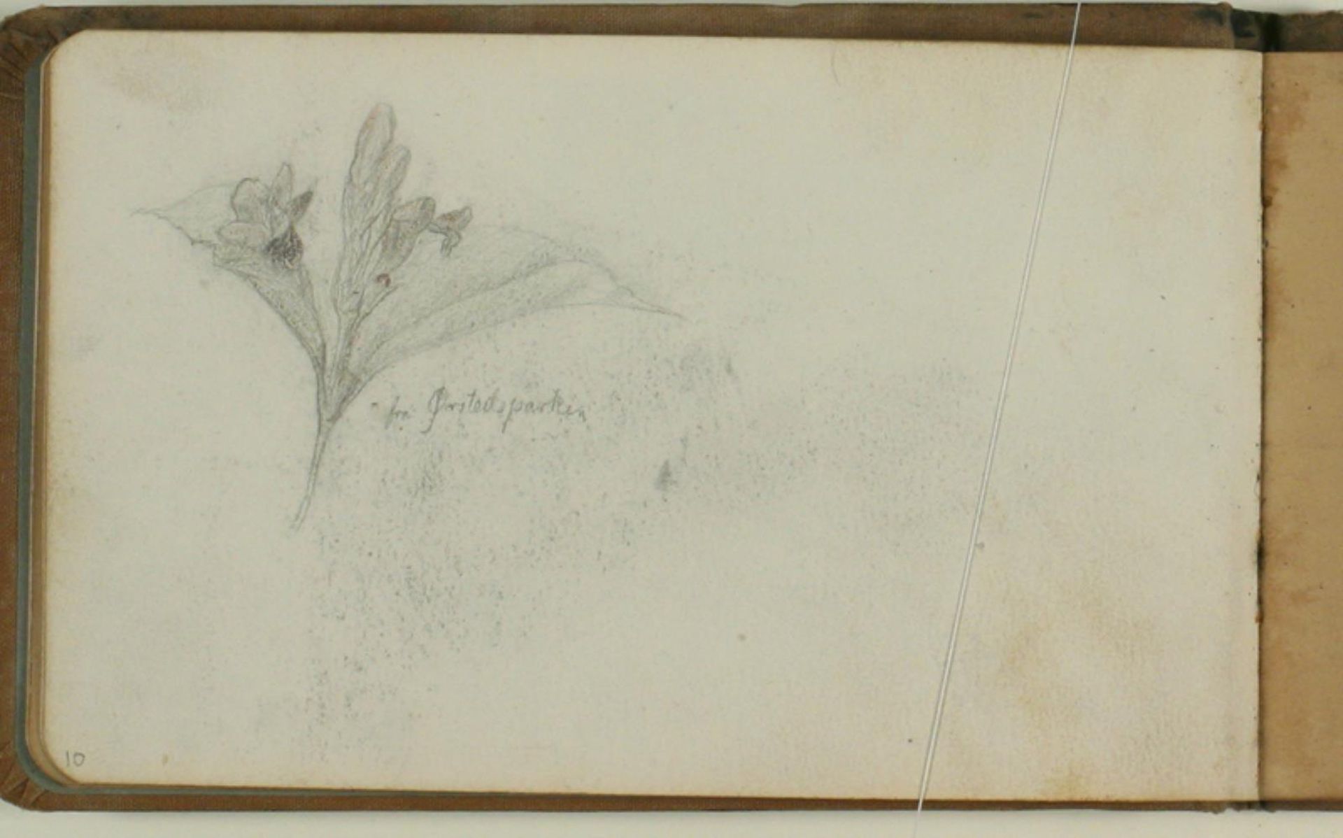 Blomsterstudie by Niels Larsen Stevns