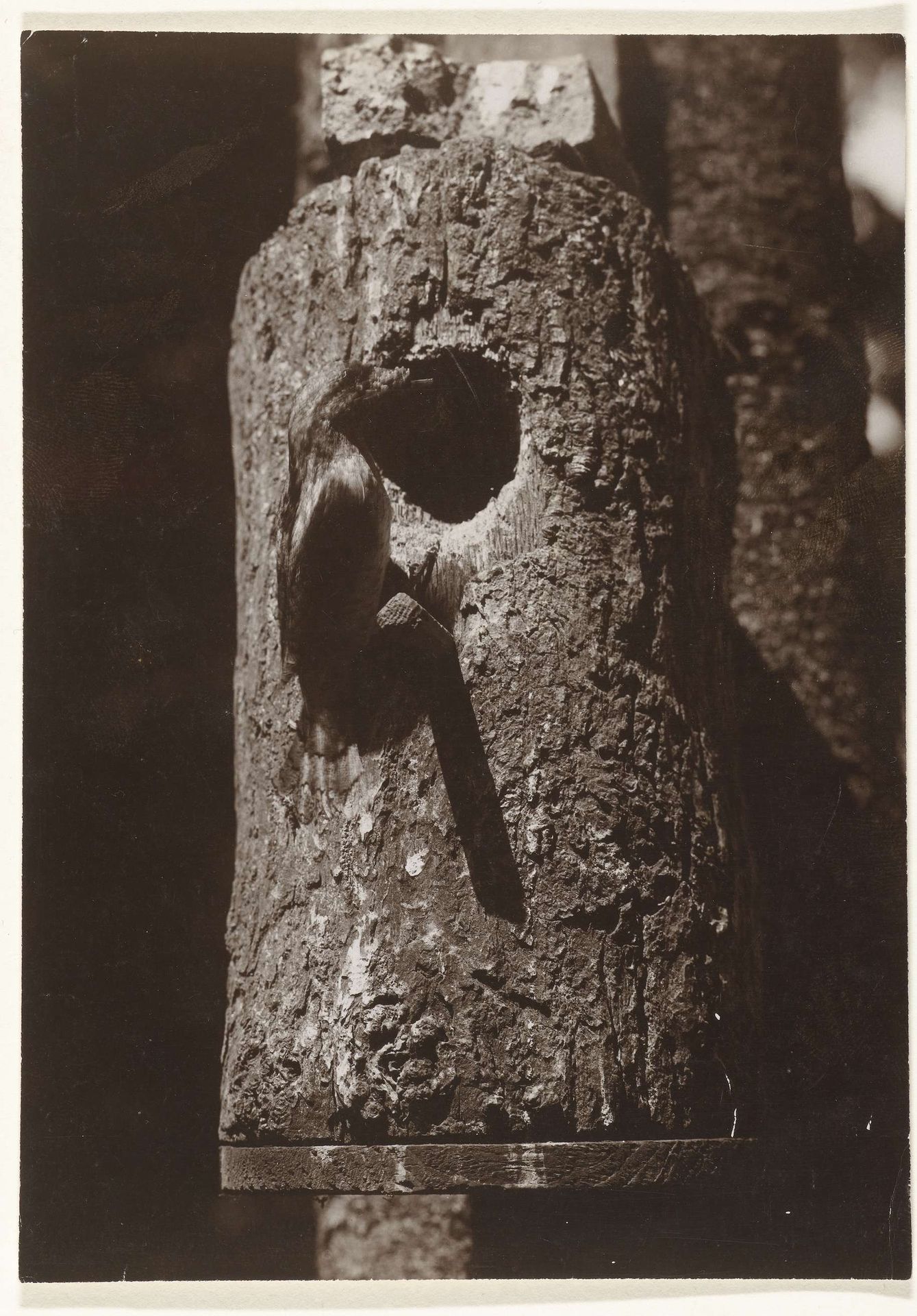 Draaihals bij zijn nestkast (vogels) by Richard Tepe