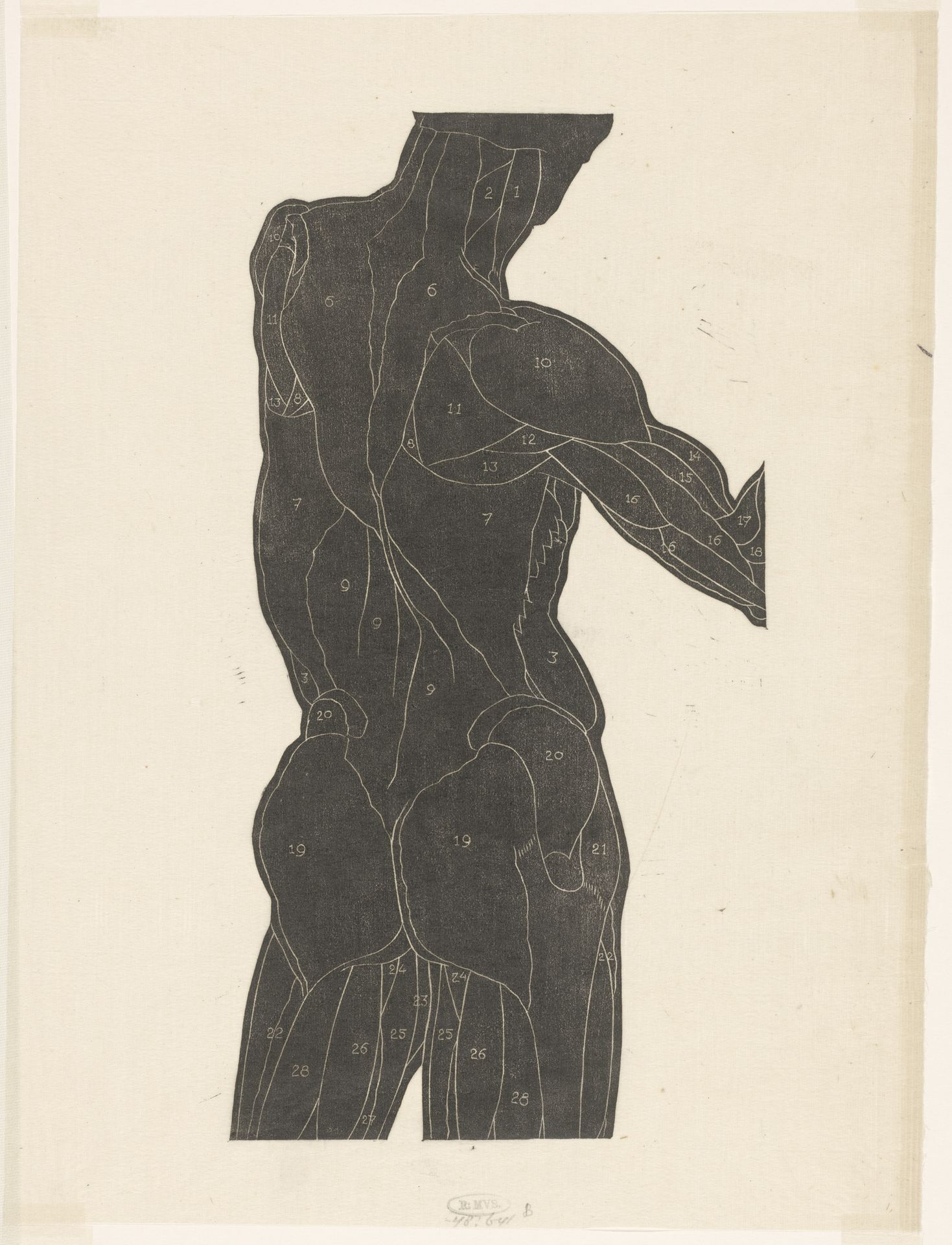Anatomische studie van de rug- en bilspieren van een man in silhouet by Reijer Stolk