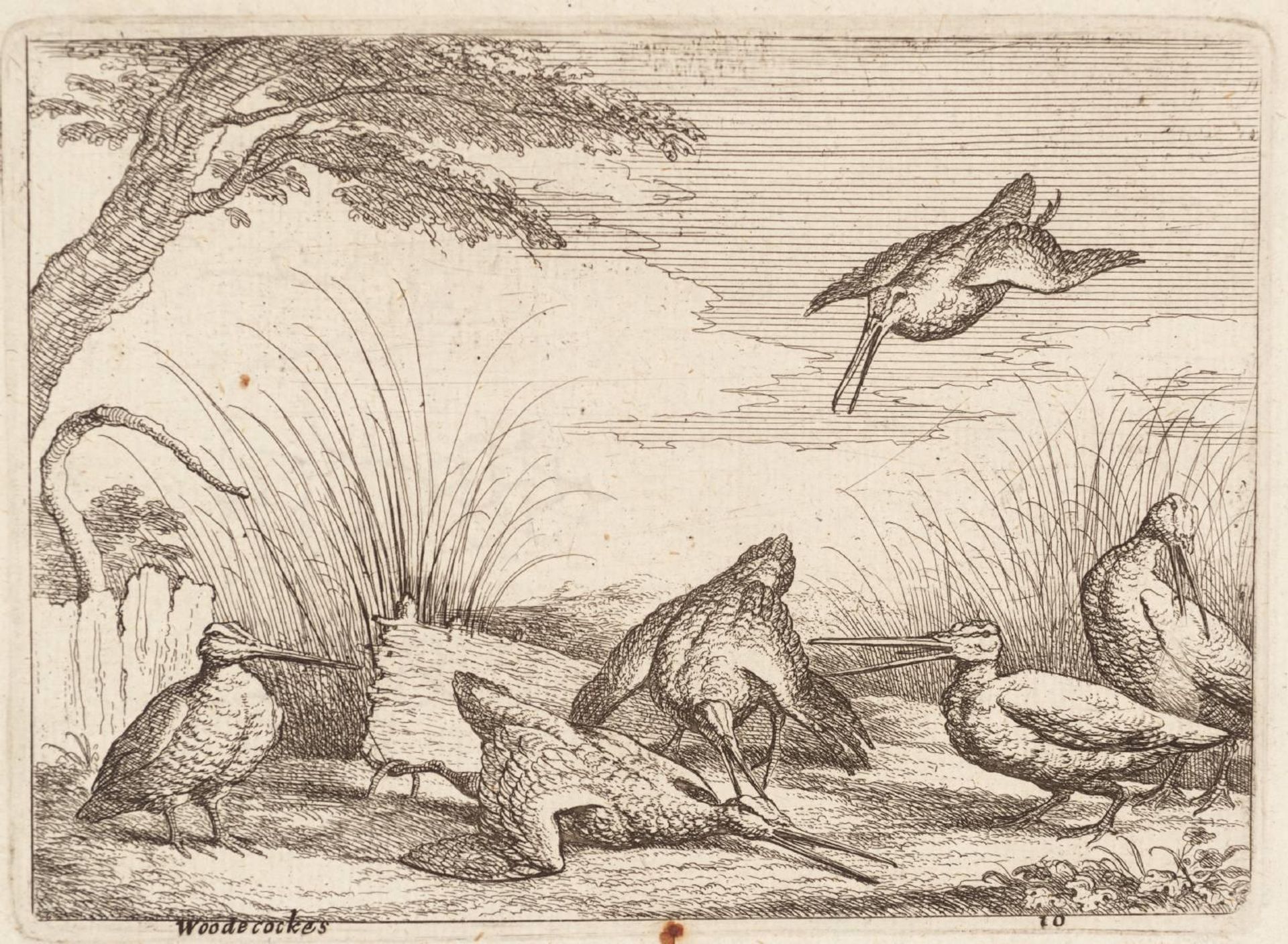 Woodecockes by Francis Barlow