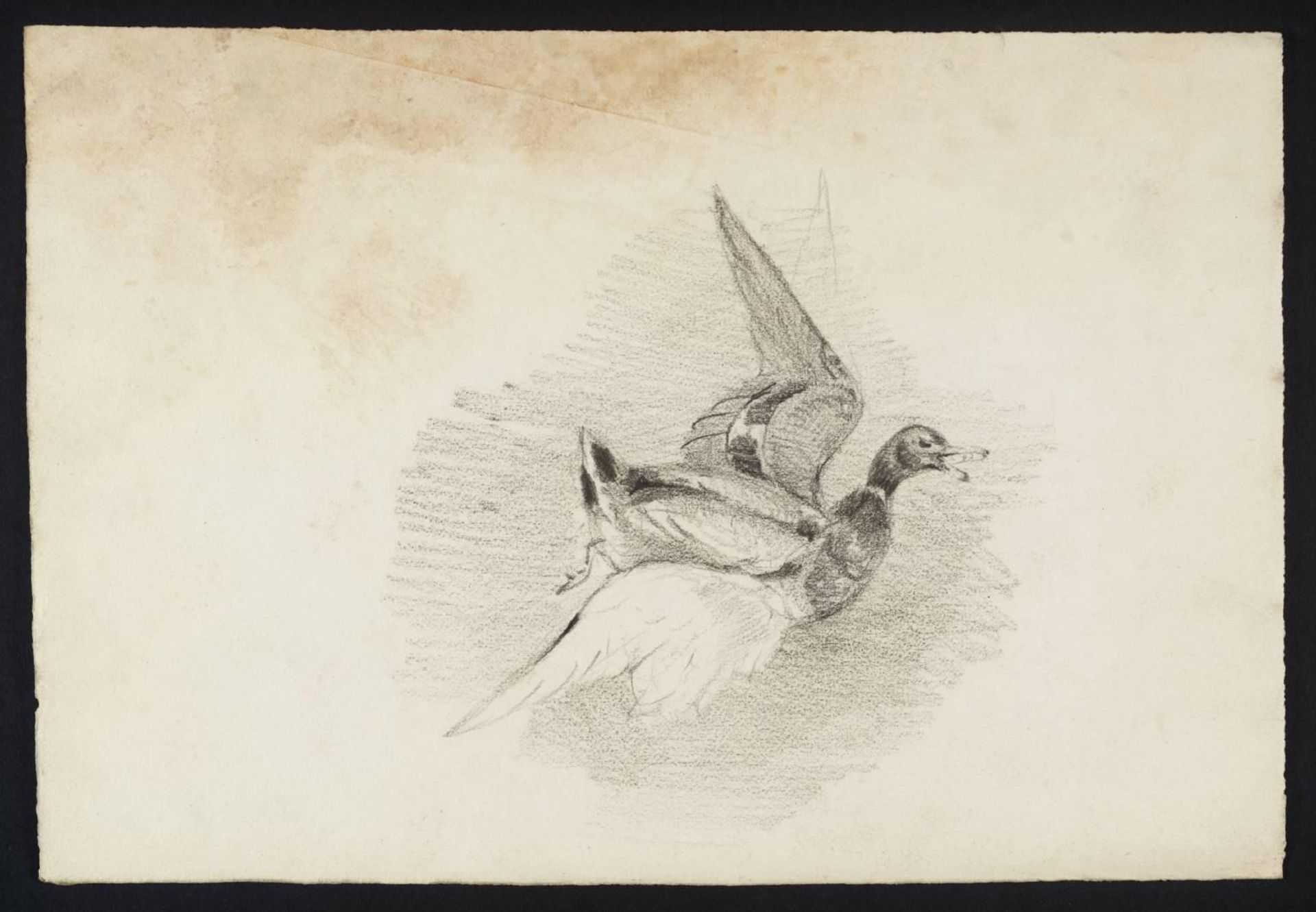 [title not known] Verso: Sketch of Flying Duck by British School