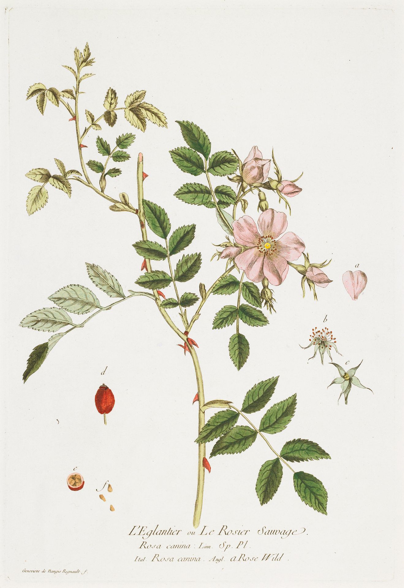 L'Eglantier (Wild Rose) by Nicolas François Regnault