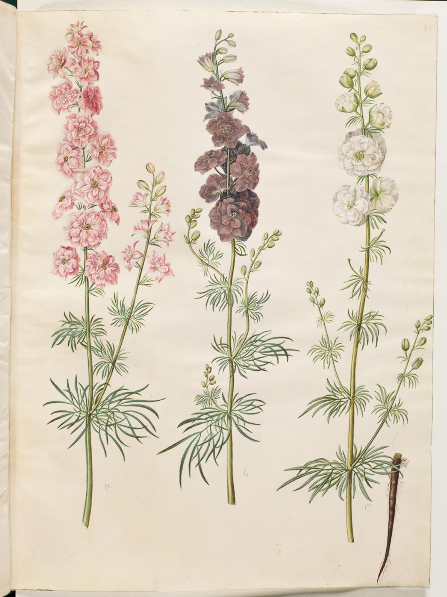 Consolida ajacis (have-ridderspore) by Hans Simon Holtzbecker
