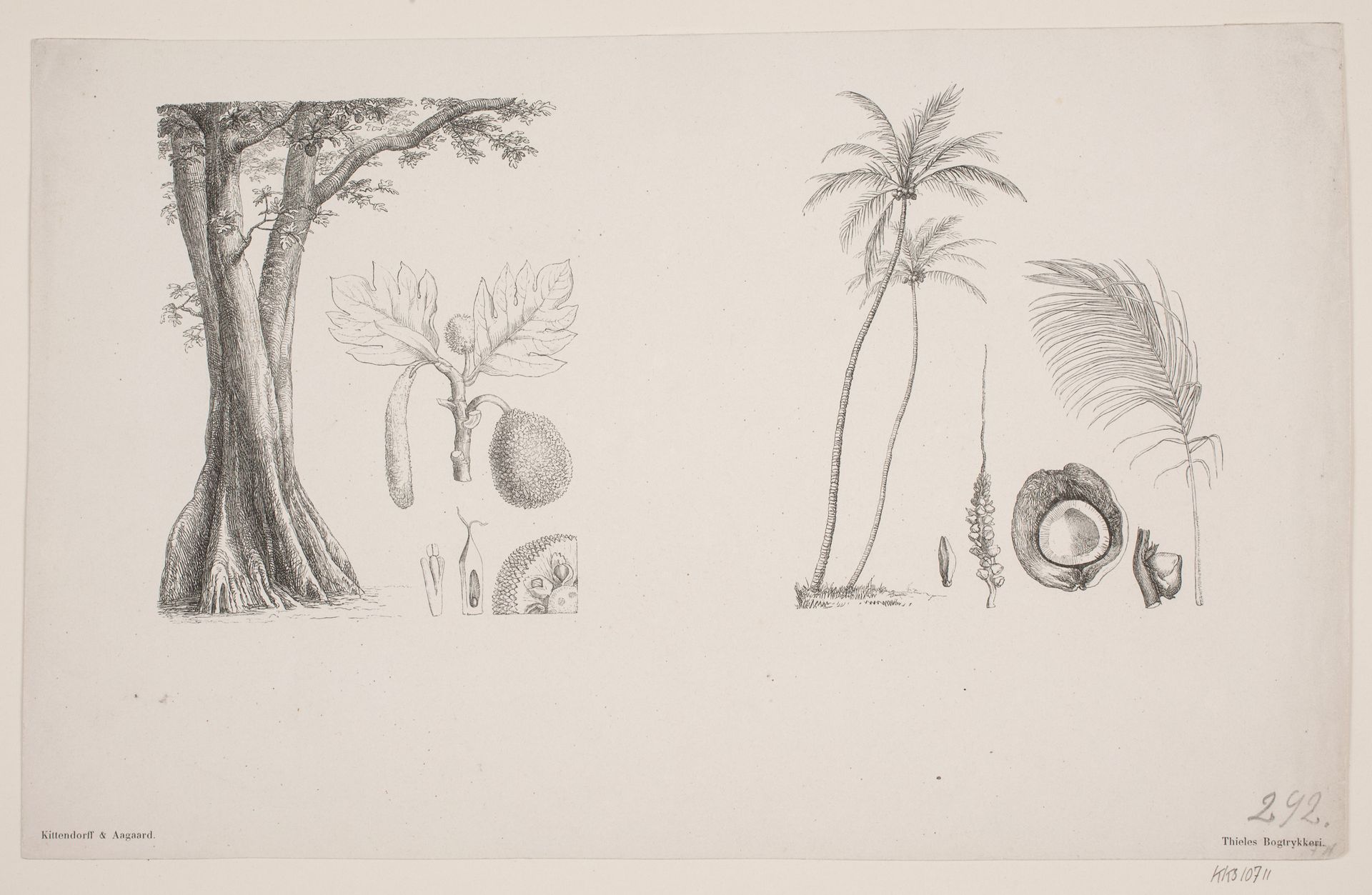 Botanisk blad fra Schouws skrifter by H. C. Henneberg