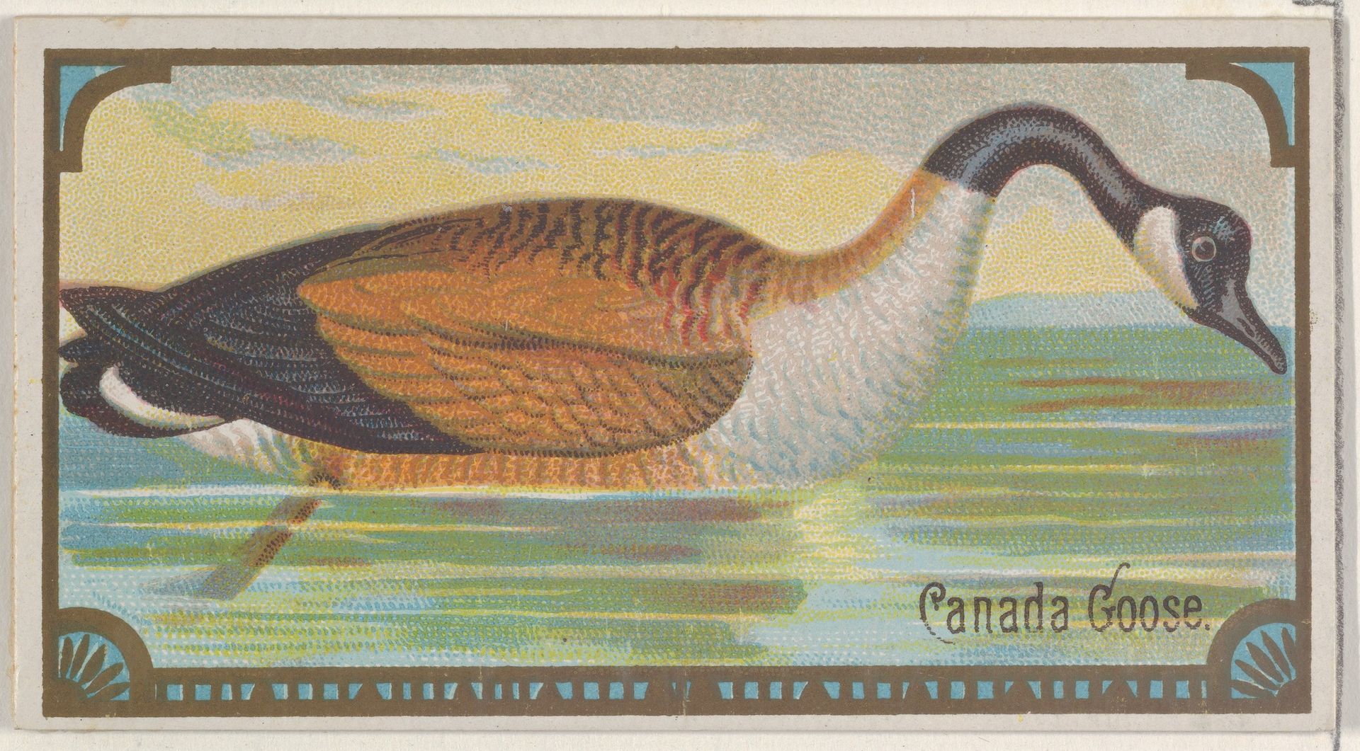 Canada Goose, from the Game Birds series (N13) for Allen & Ginter Cigarettes Brands by Allen & Ginter