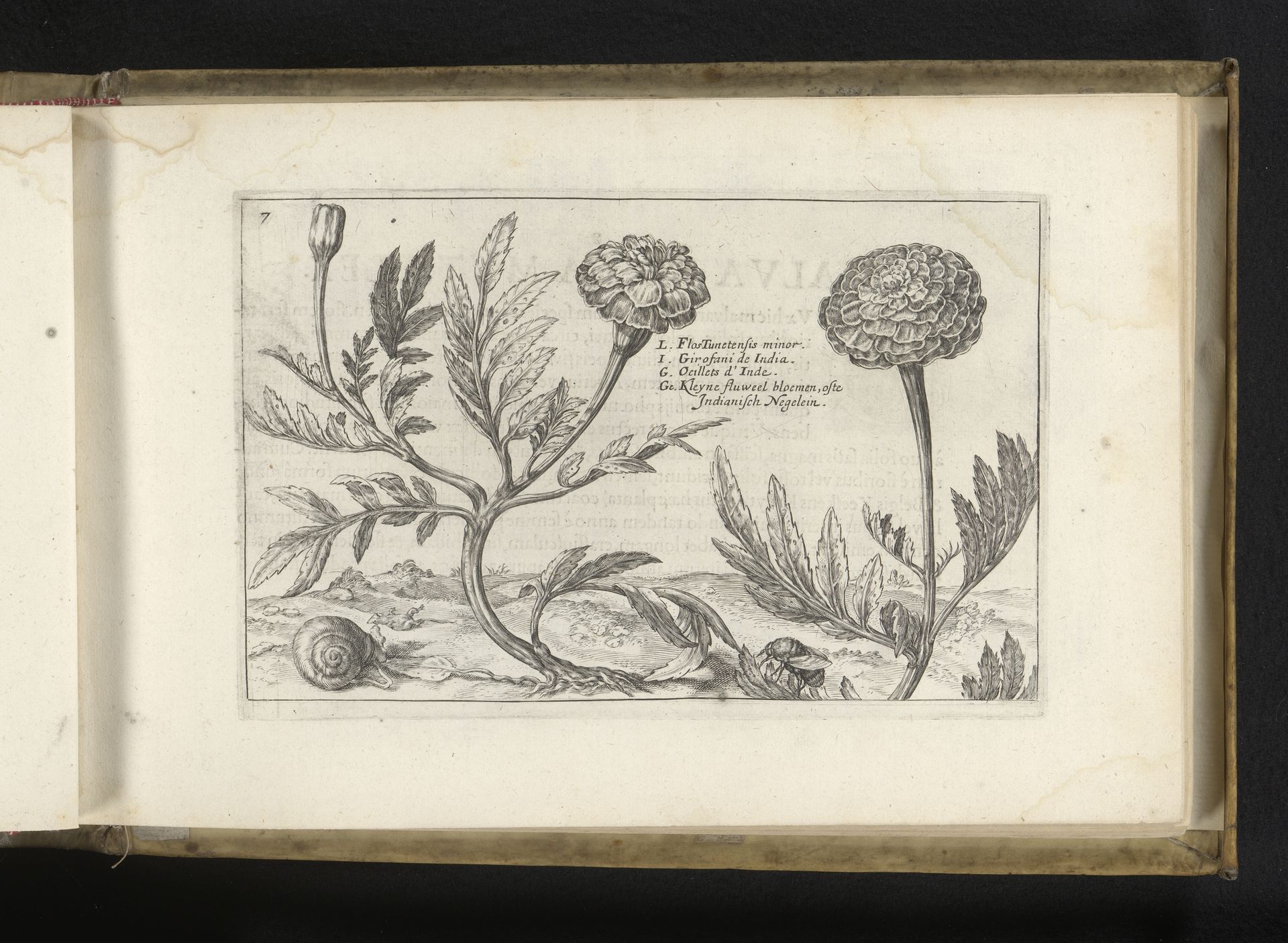 Afrikaantje (Tagetes) by Crispijn van de (II) Passe