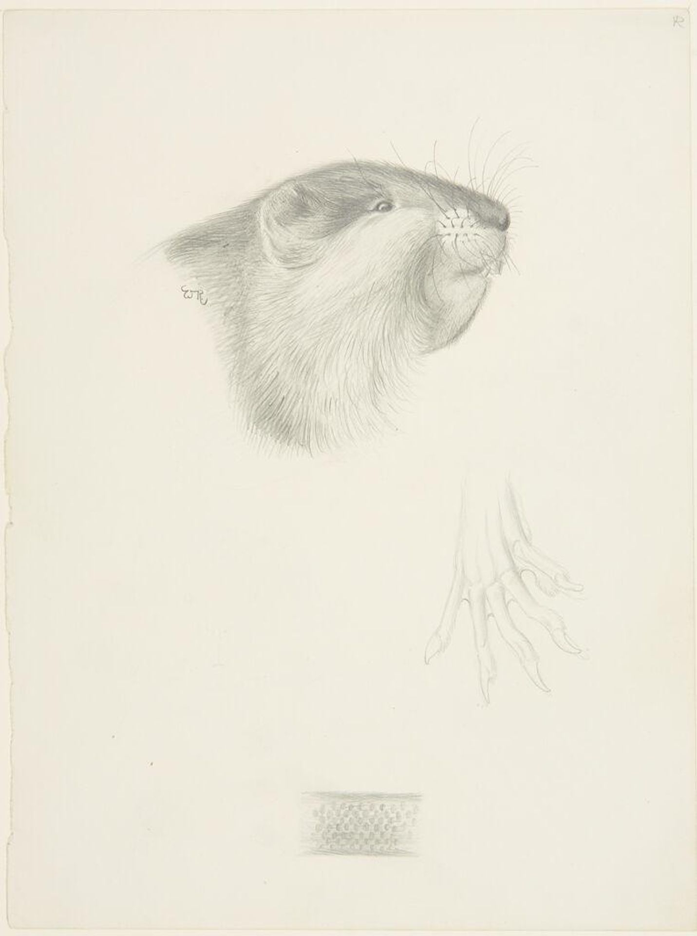 Head, Paw and Fur of a Muskrat by William Rowan