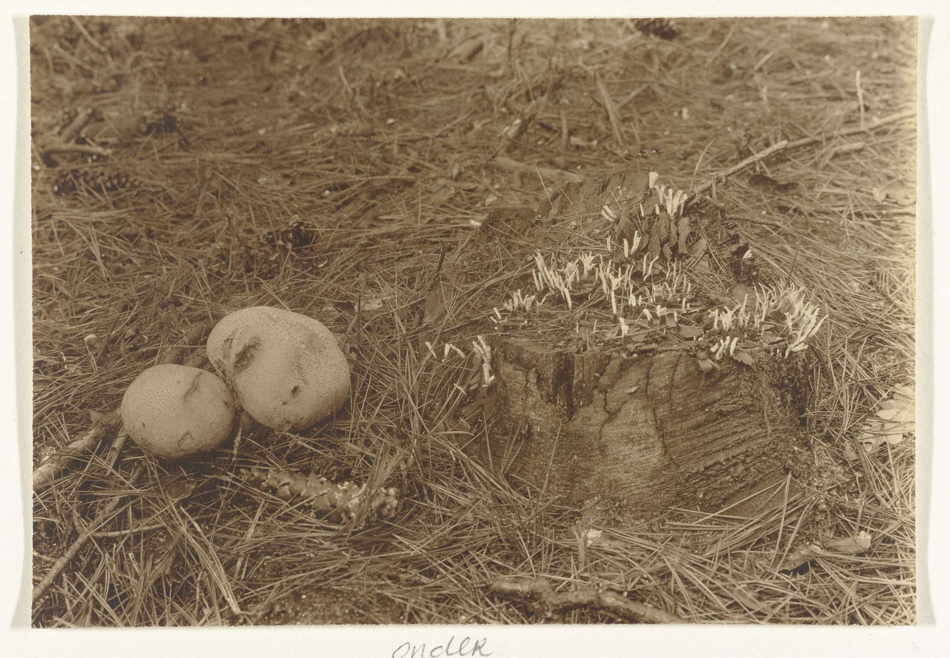 Geweizwam en stuifbal (zwammen, paddestoelen) by Richard Tepe