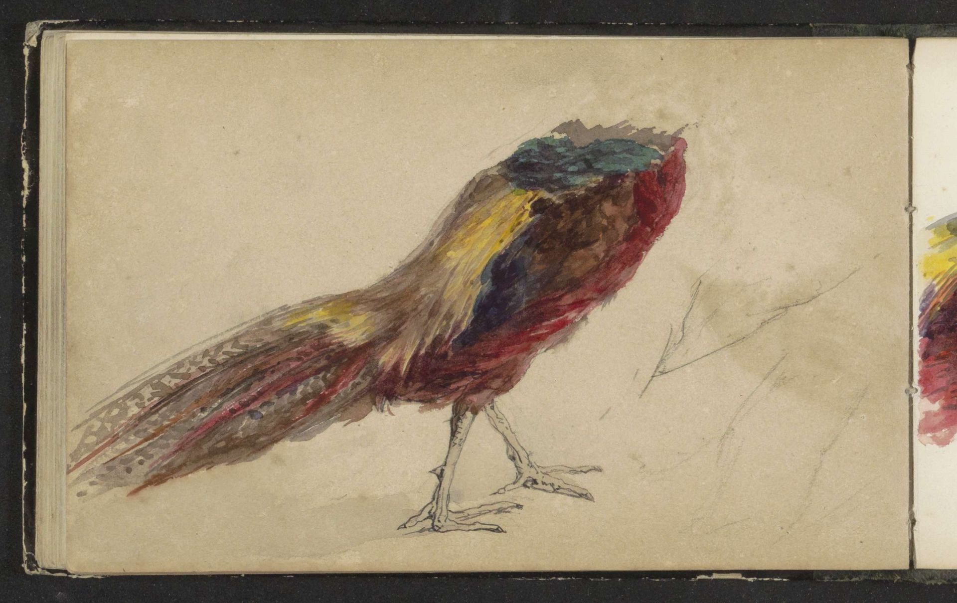 Onderlijf van een vogel met bonte veren by Maria Vos
