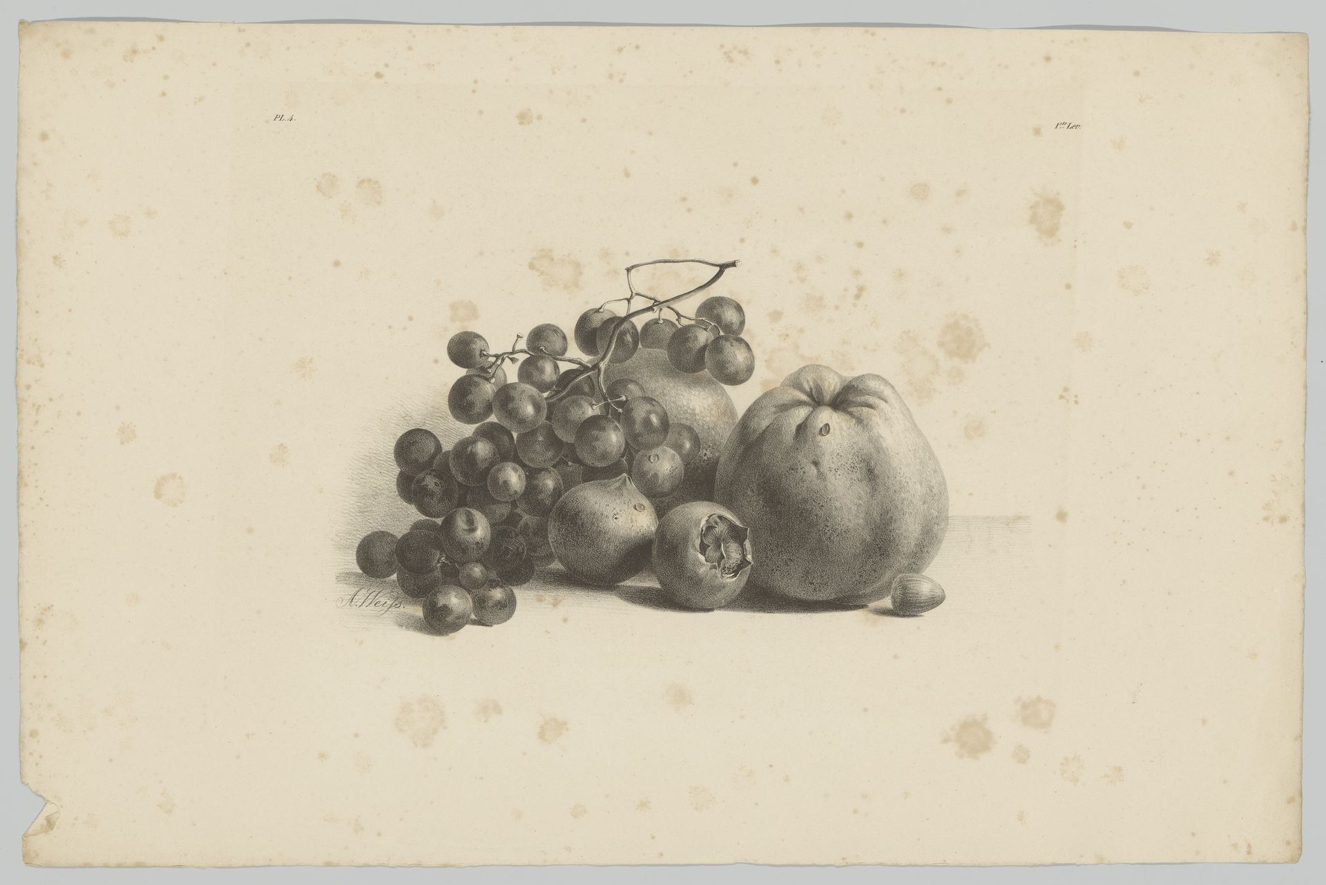 Druiven en appels by Anton Weiss