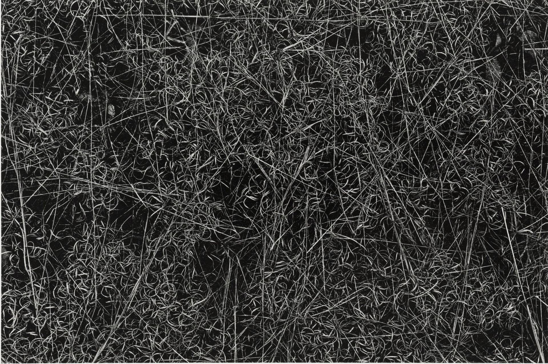 Rhode Island by Harry Callahan
