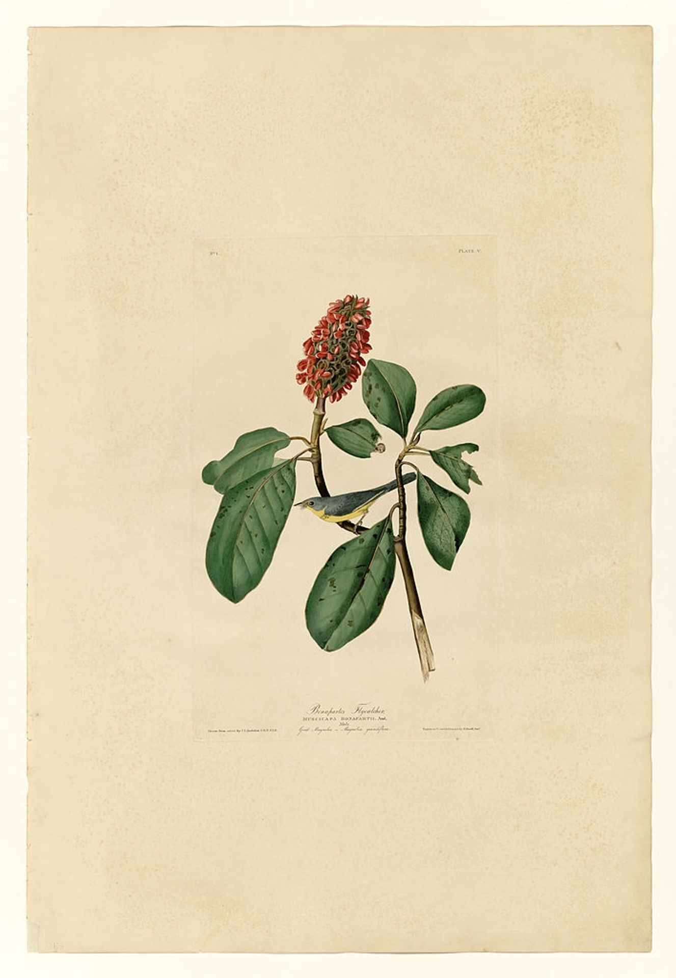 Plate 5. Bonaparte's Flycatcher by John James Audubon